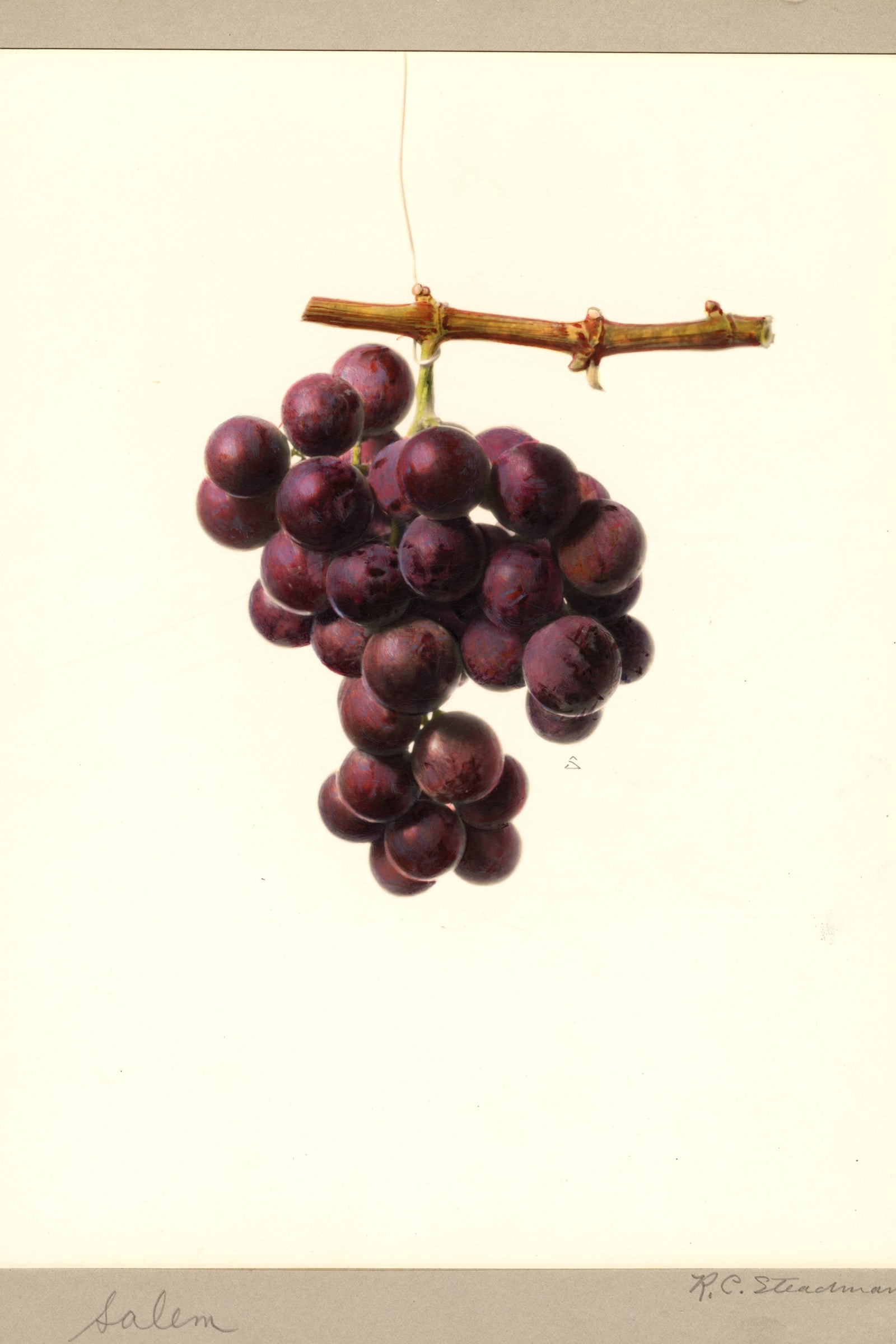 Salem Grape