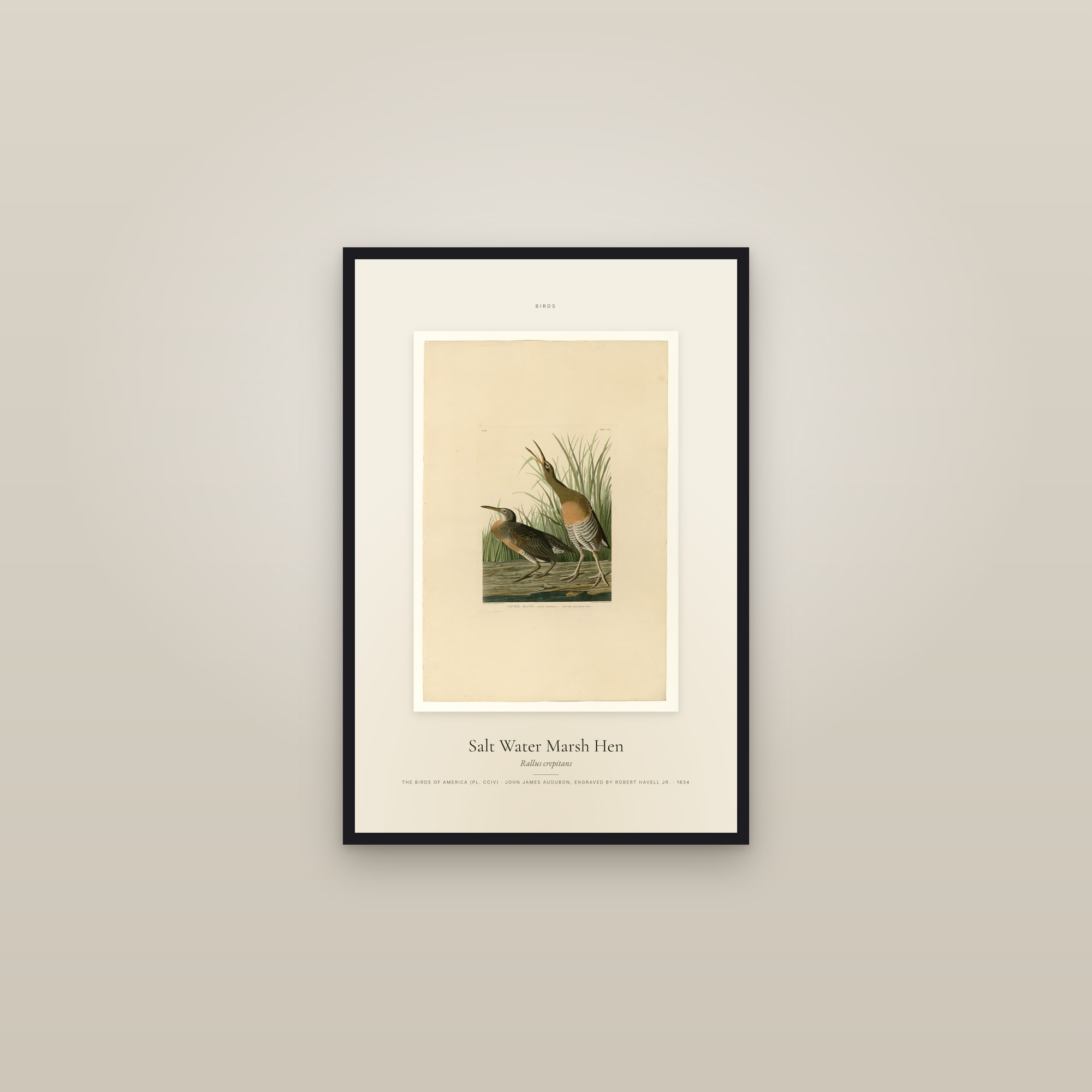 Salt Water Marsh Hen — Specimen — framed in a gallery setting