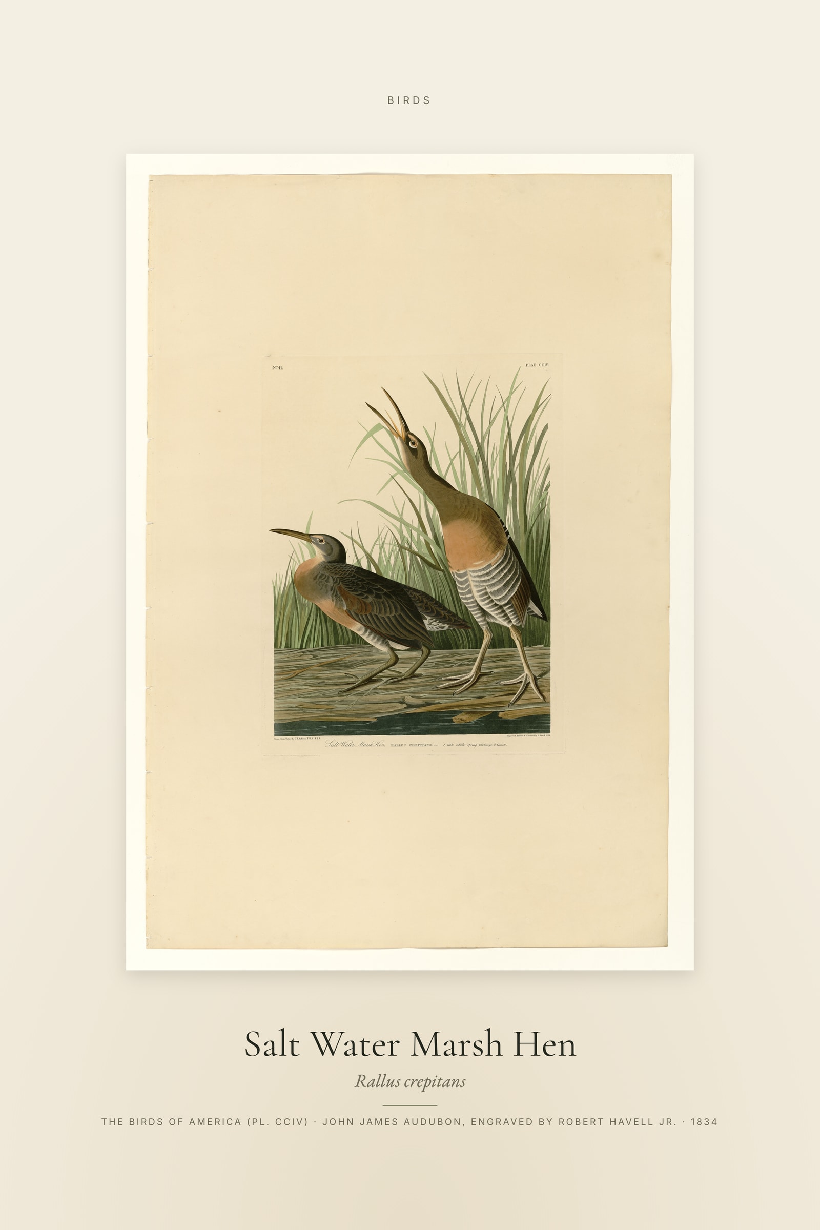 Salt Water Marsh Hen — Specimen