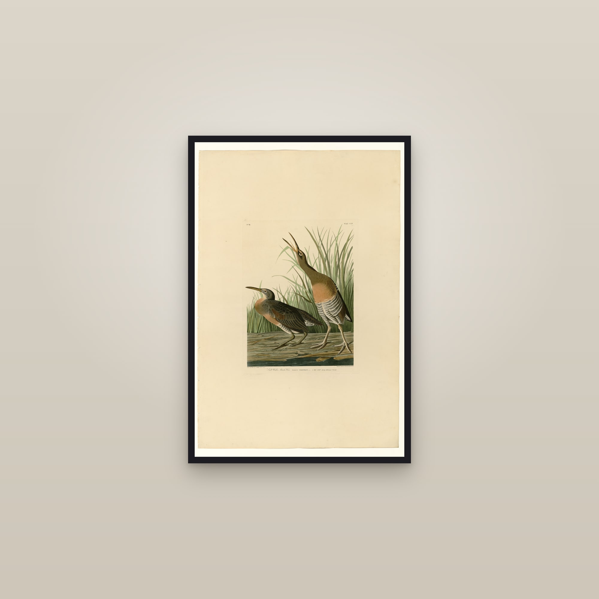 Salt Water Marsh Hen — framed in a gallery setting
