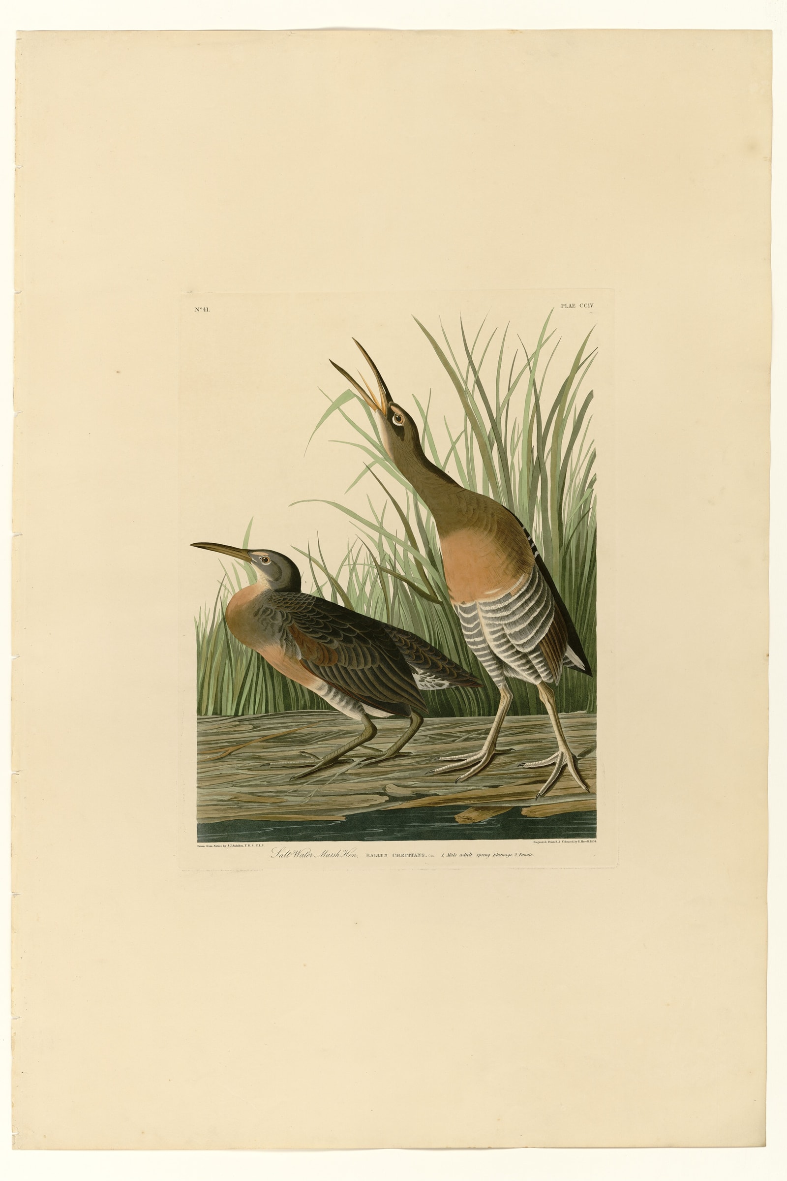 Salt Water Marsh Hen