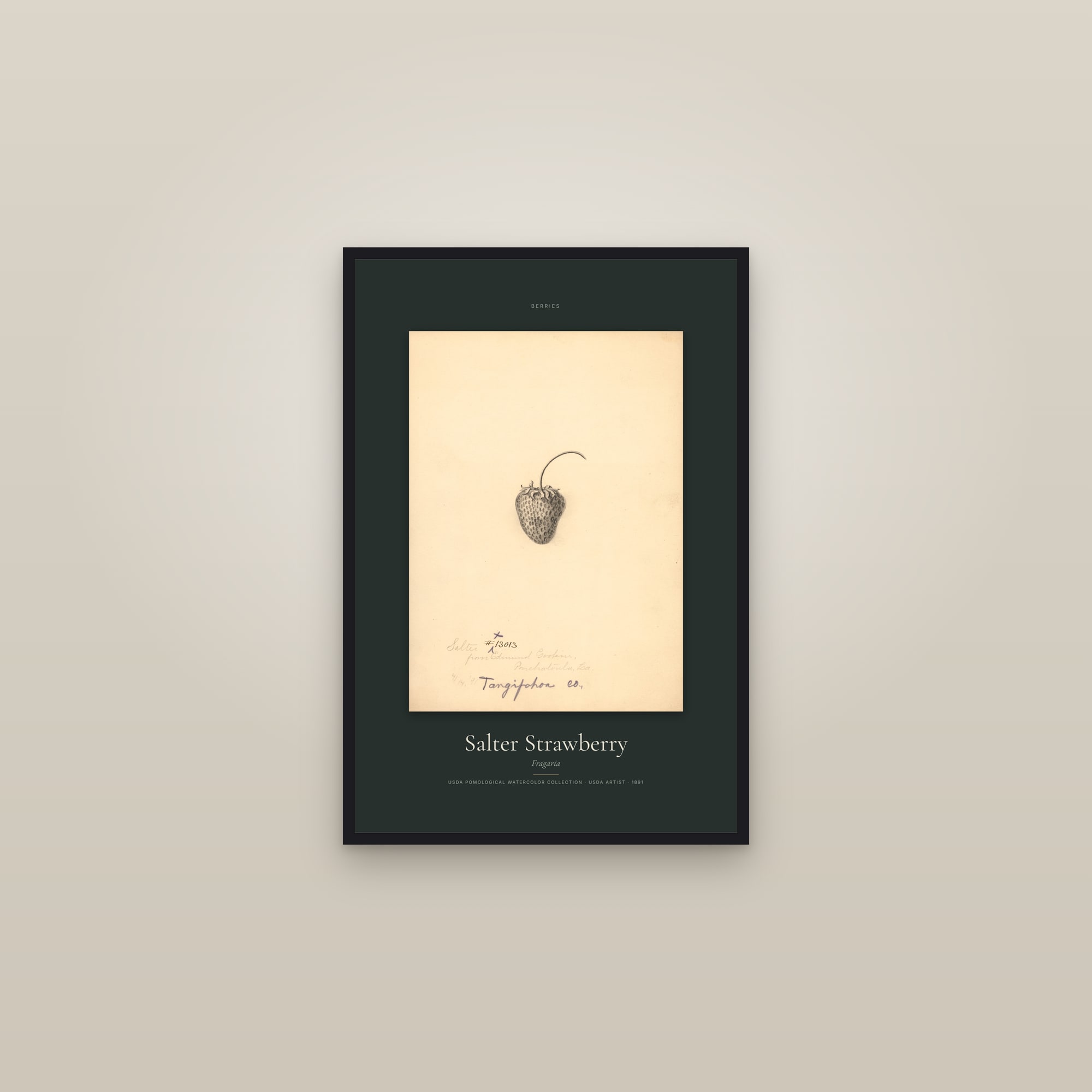 Salter Strawberry — Specimen — framed in a gallery setting