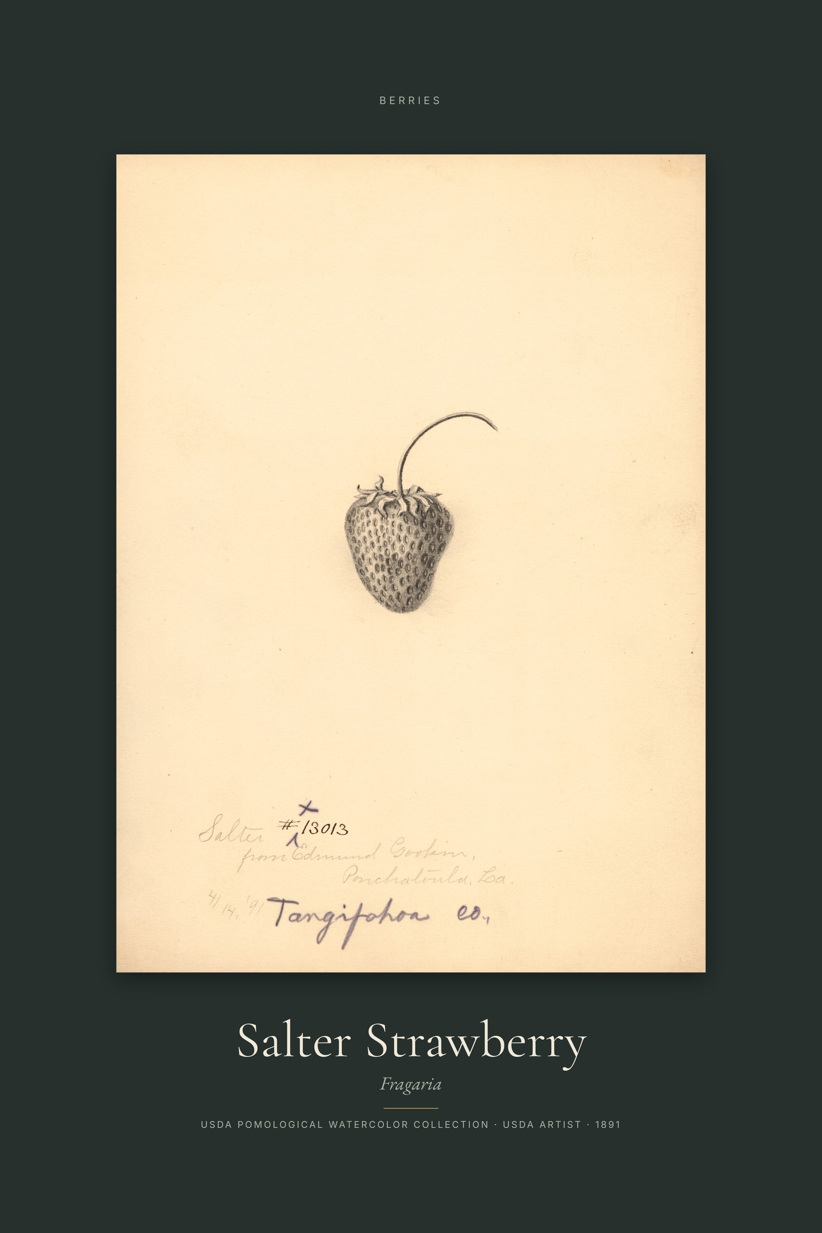 Salter Strawberry — Specimen