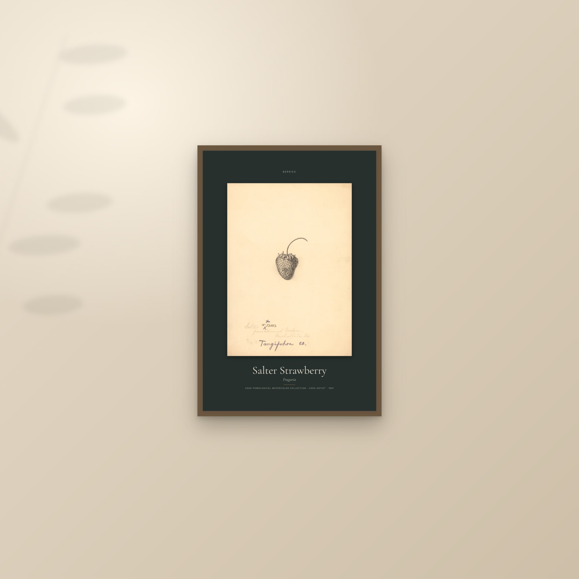 Salter Strawberry — Specimen — framed and styled on a sunlit wall