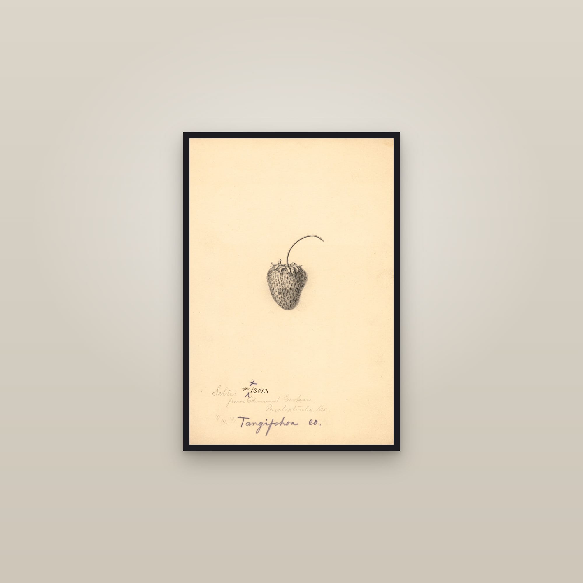 Salter Strawberry — framed in a gallery setting