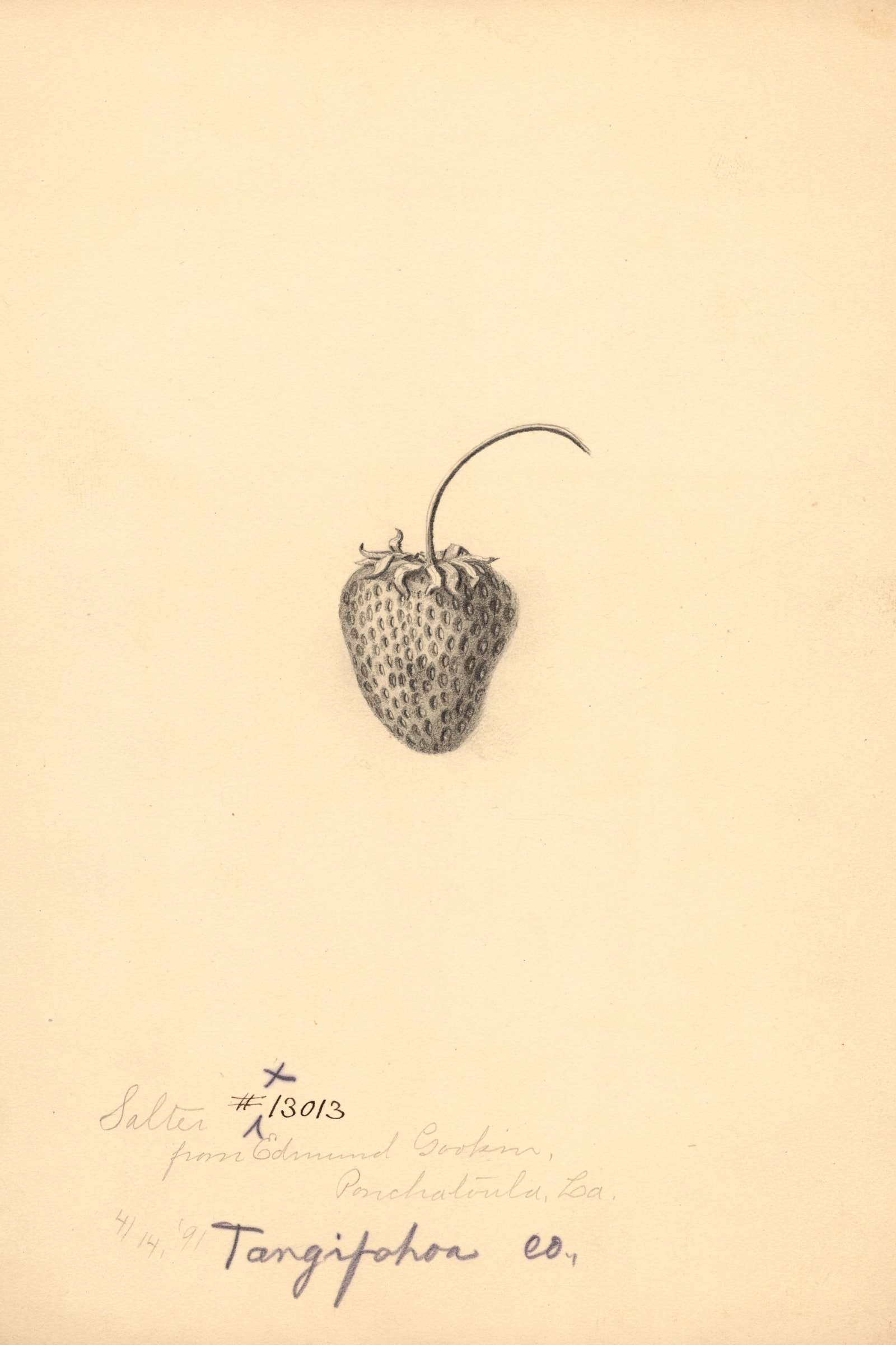 Salter Strawberry