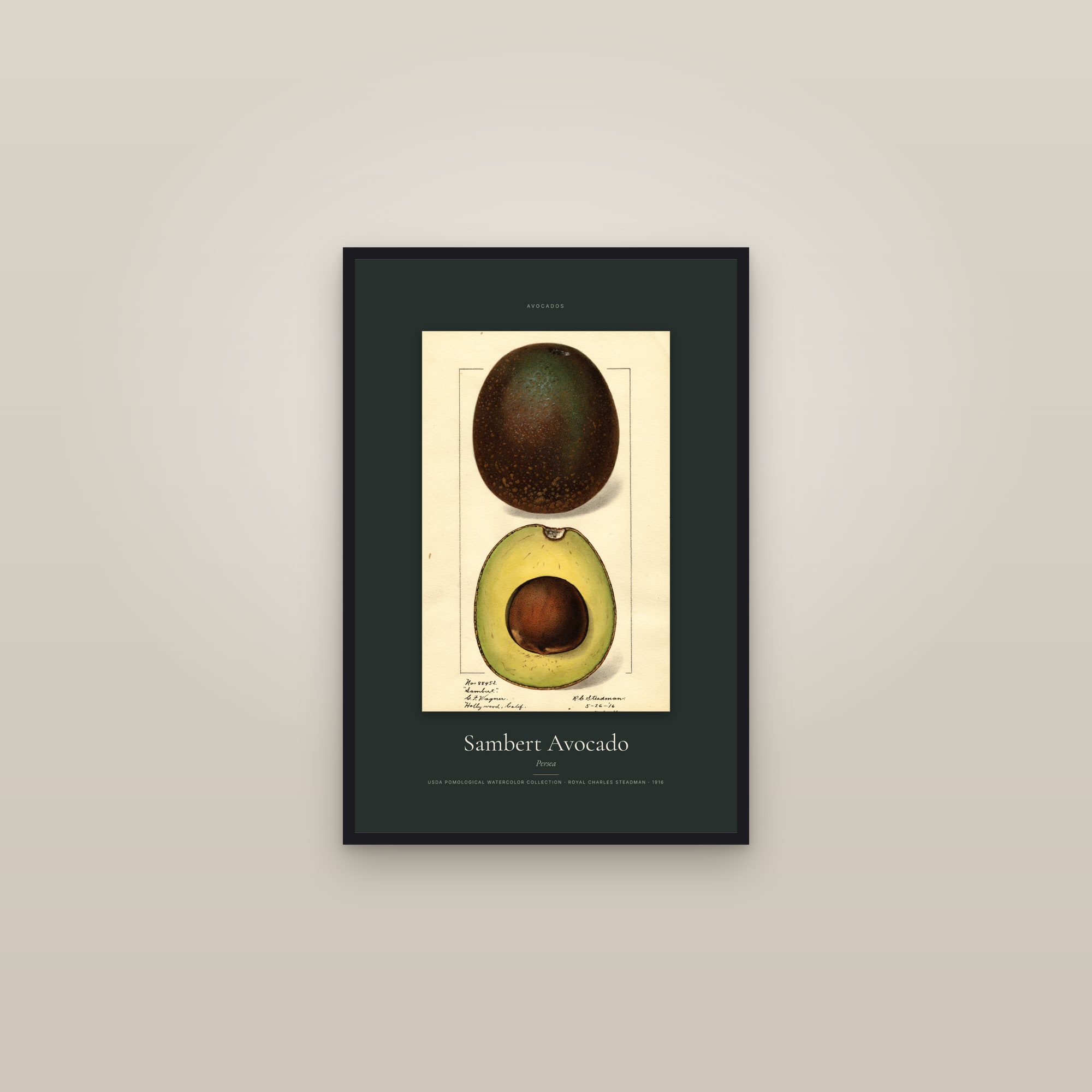 Sambert Avocado — Specimen — framed in a gallery setting