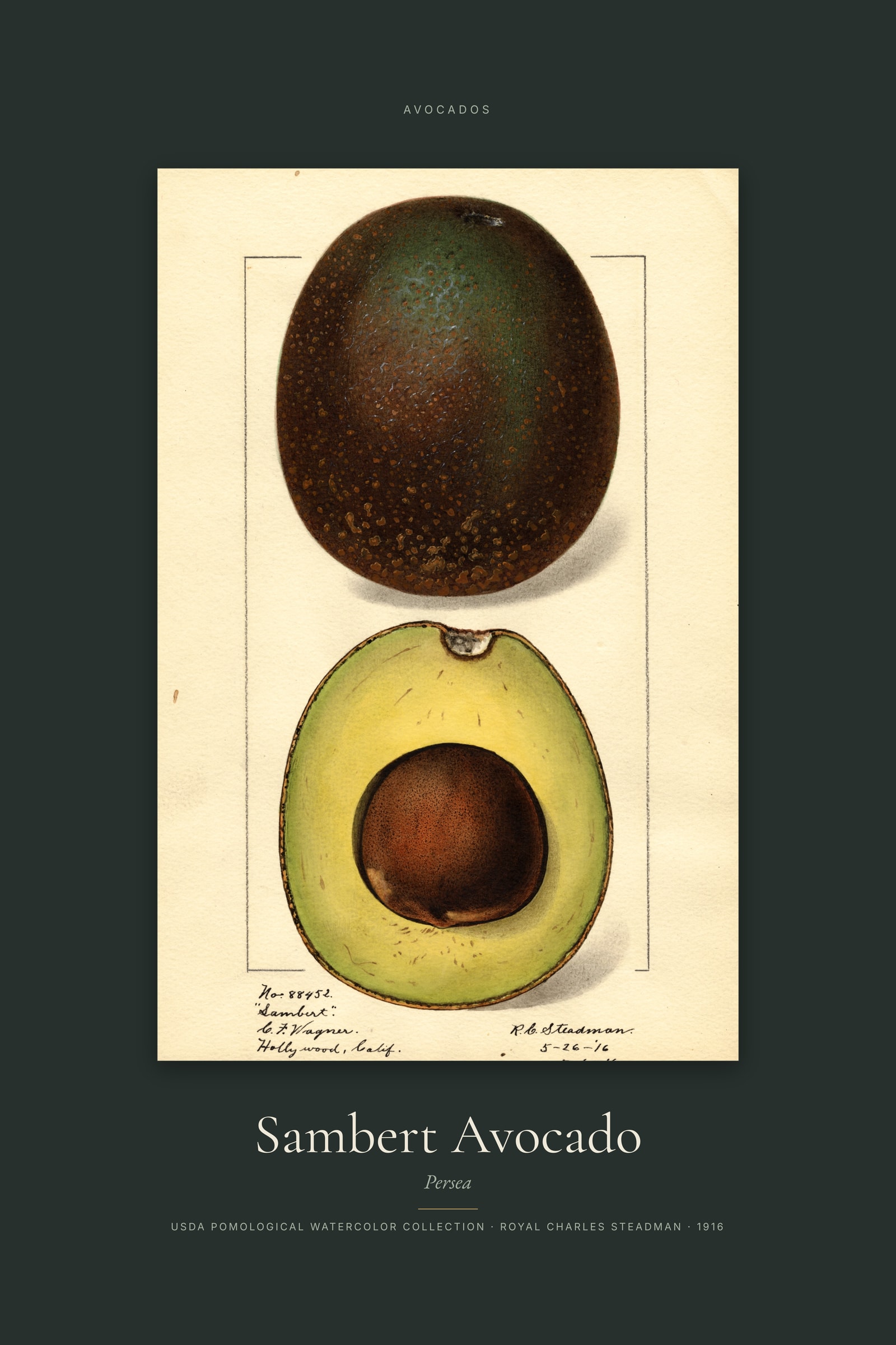 Sambert Avocado — Specimen
