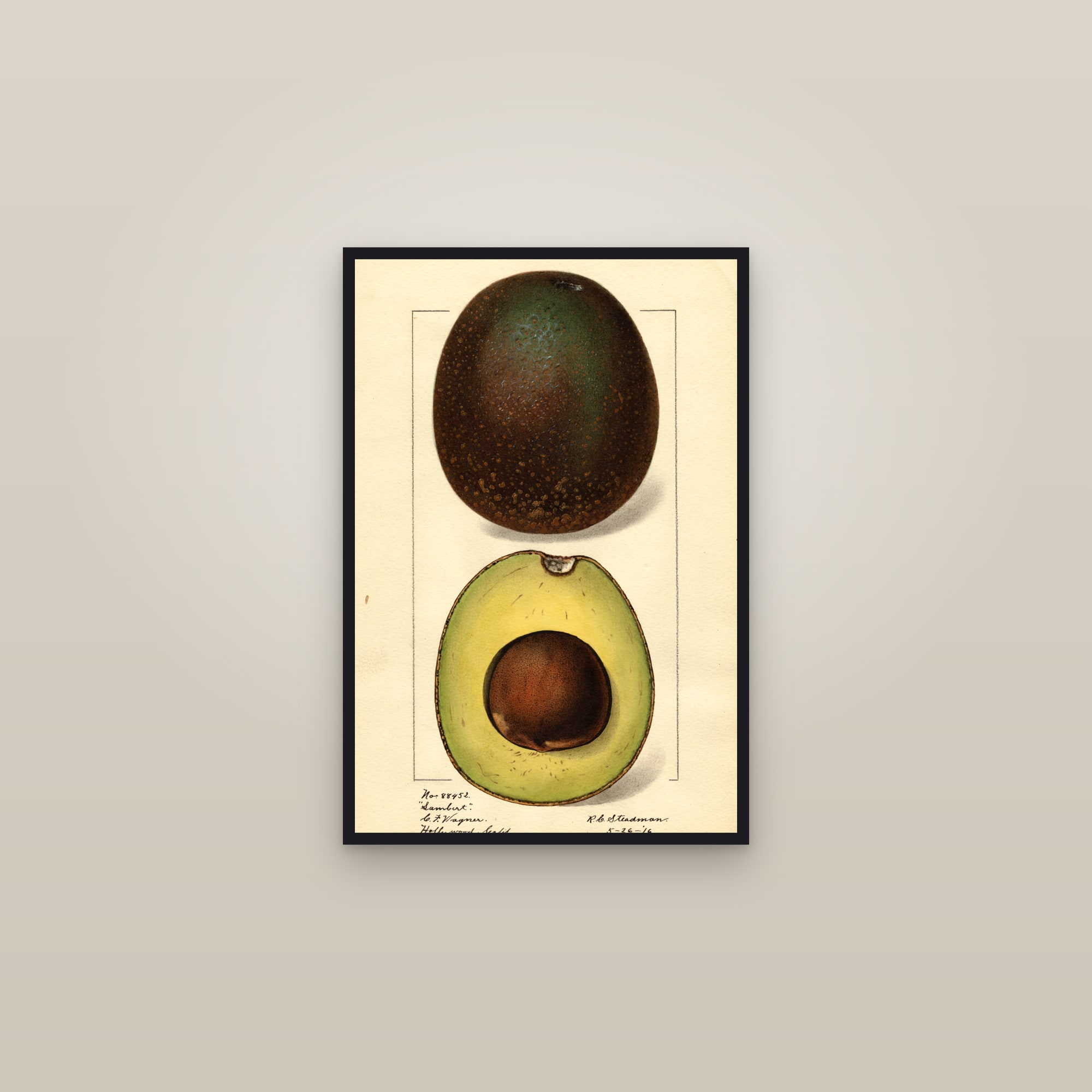 Sambert Avocado — framed in a gallery setting