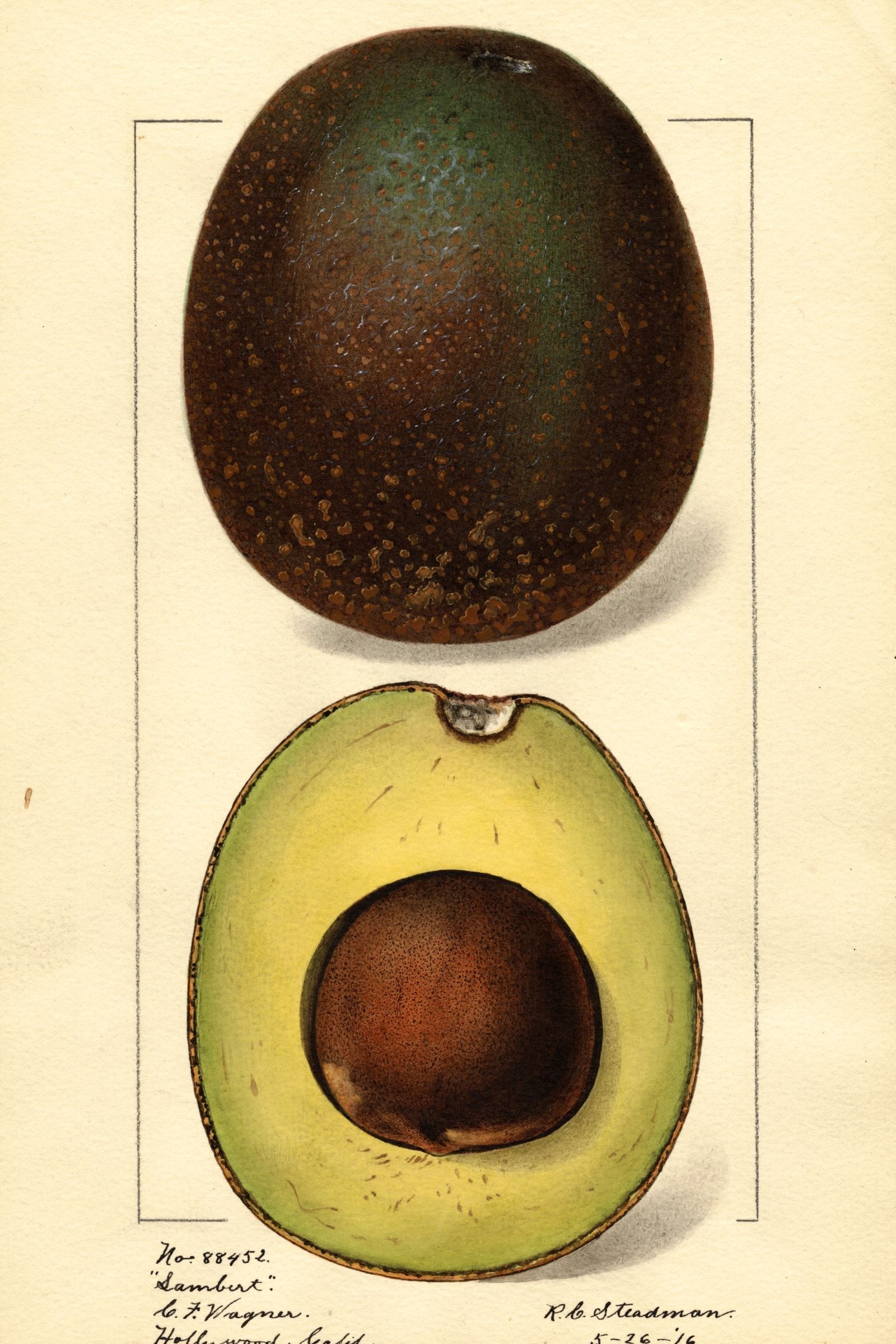 Sambert Avocado