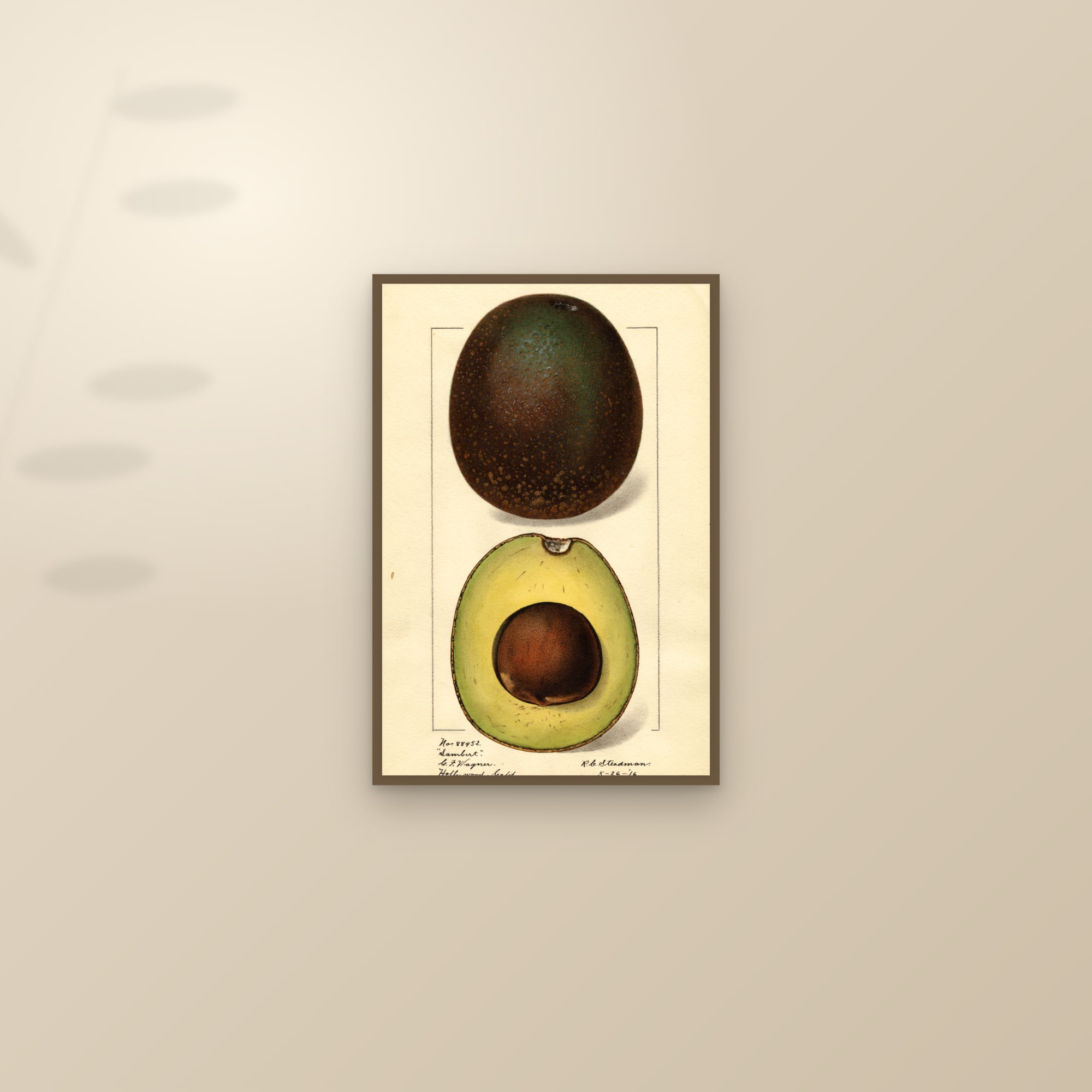 Sambert Avocado — framed and styled on a sunlit wall