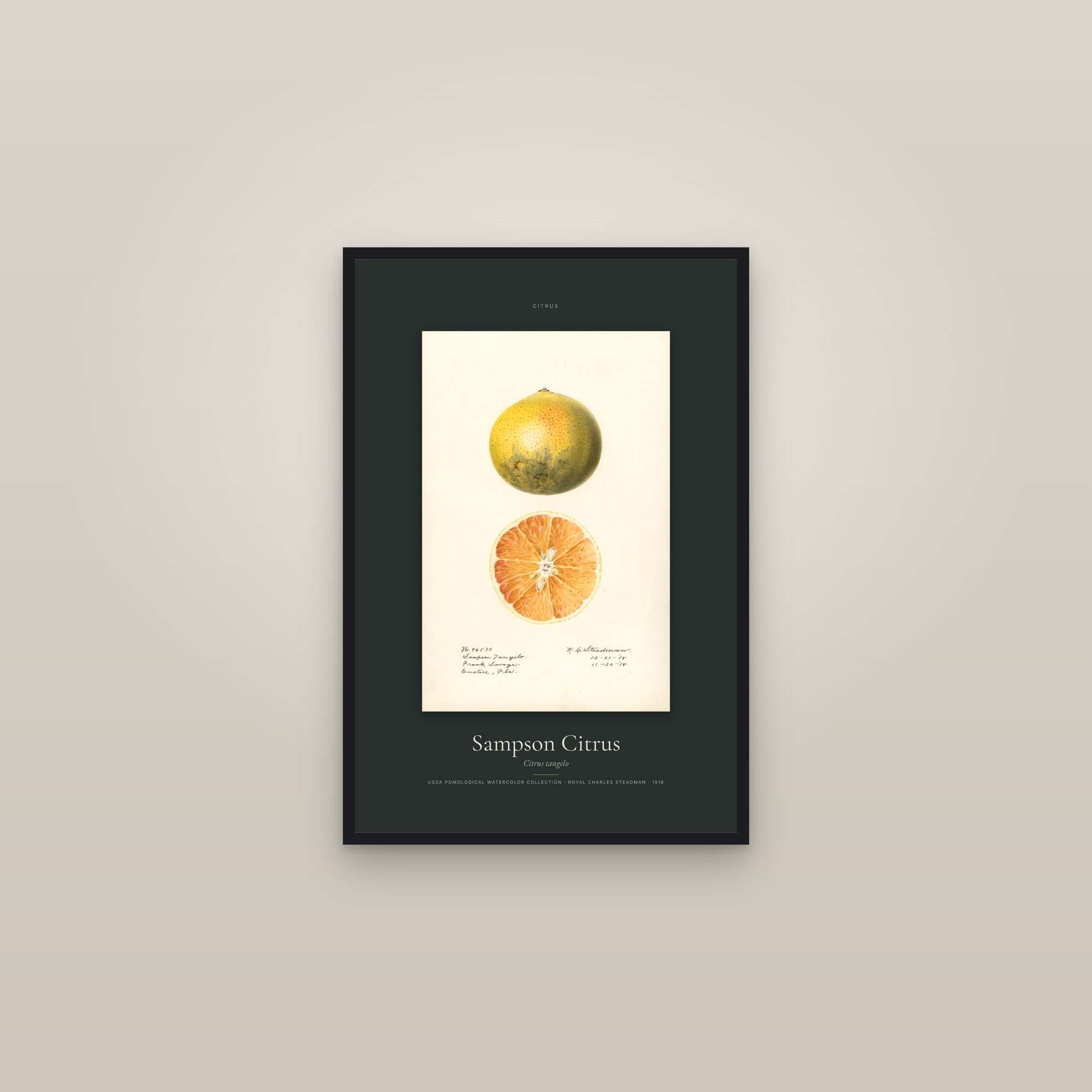 Sampson Citrus — Specimen — framed in a gallery setting