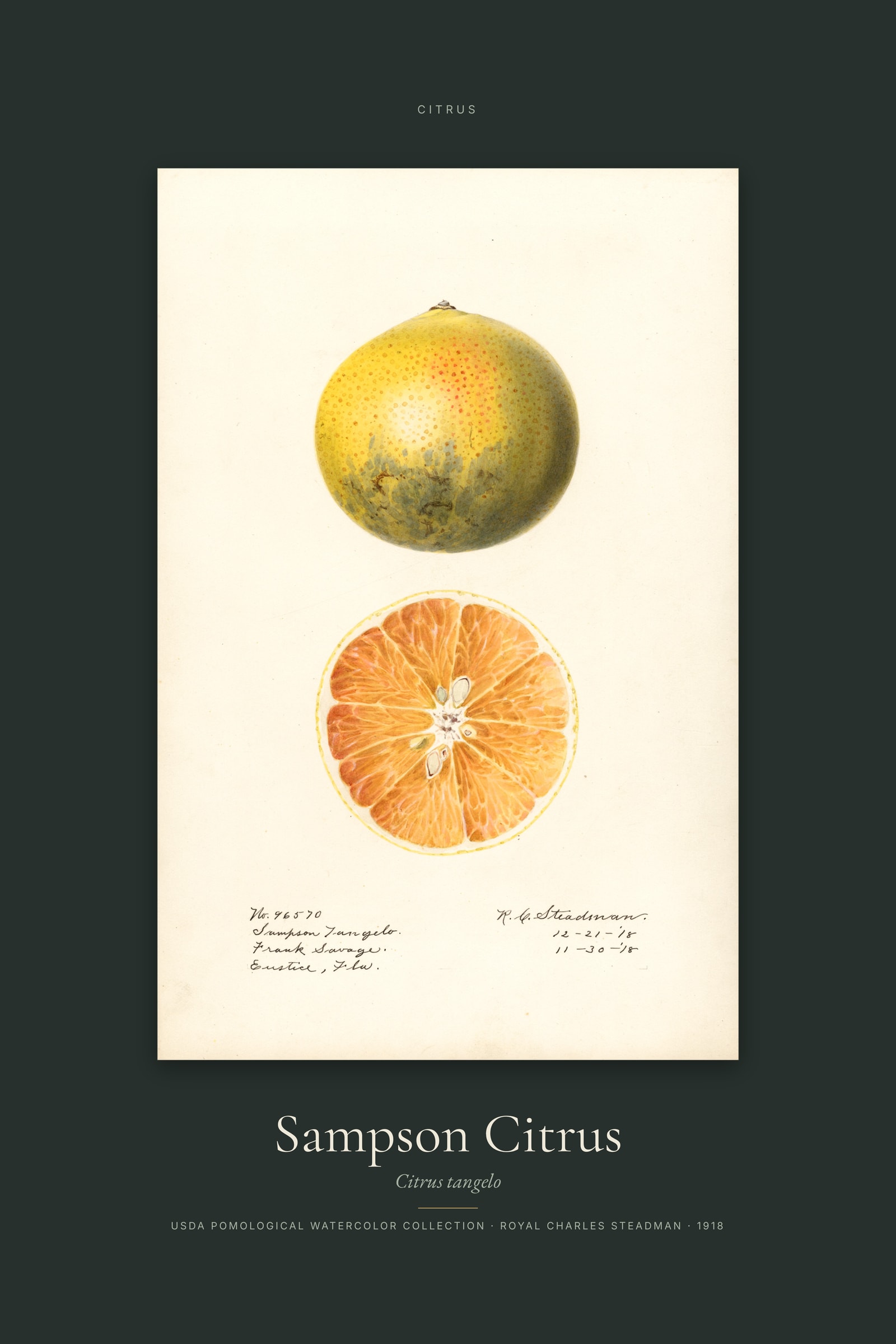 Sampson Citrus — Specimen