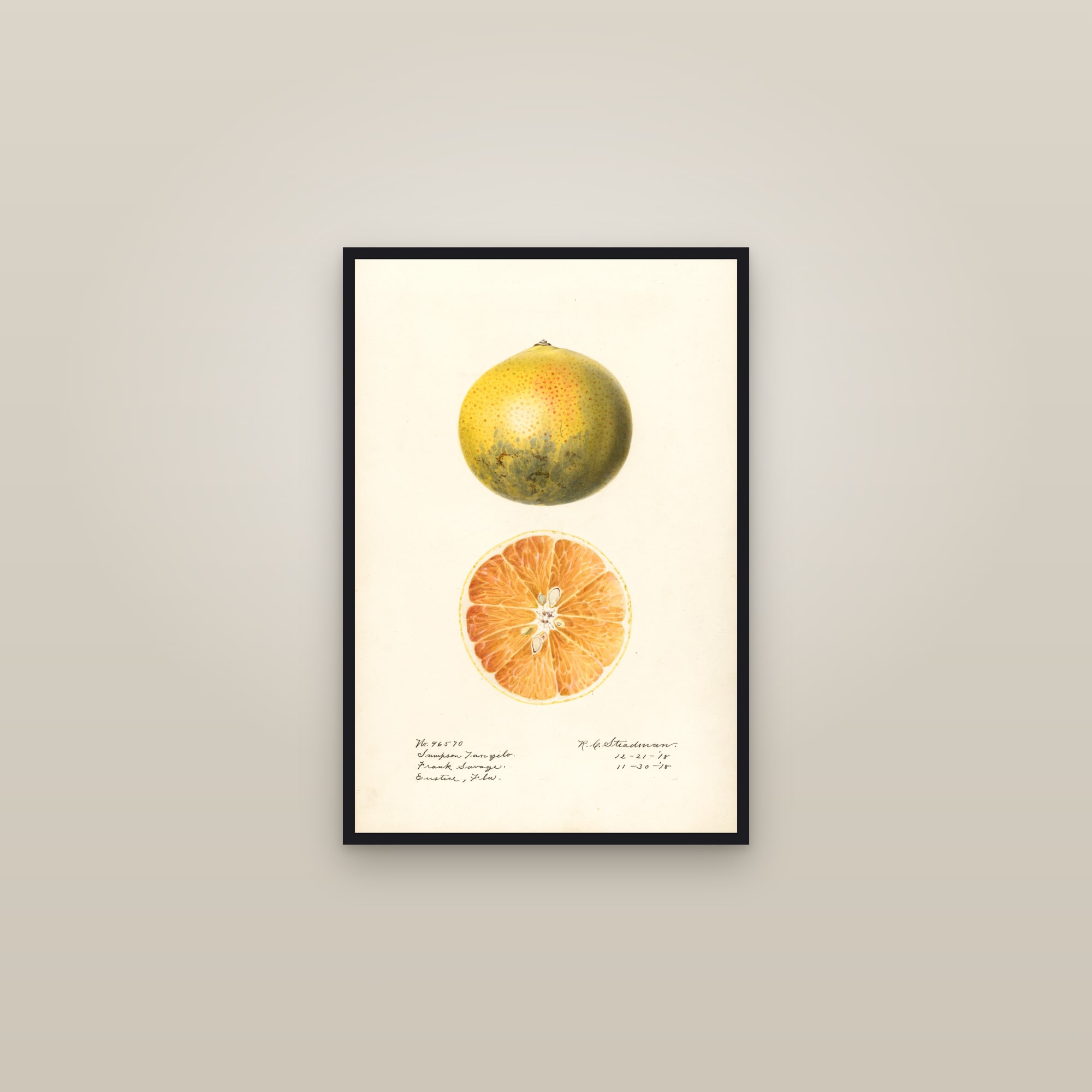 Sampson Citrus — framed in a gallery setting