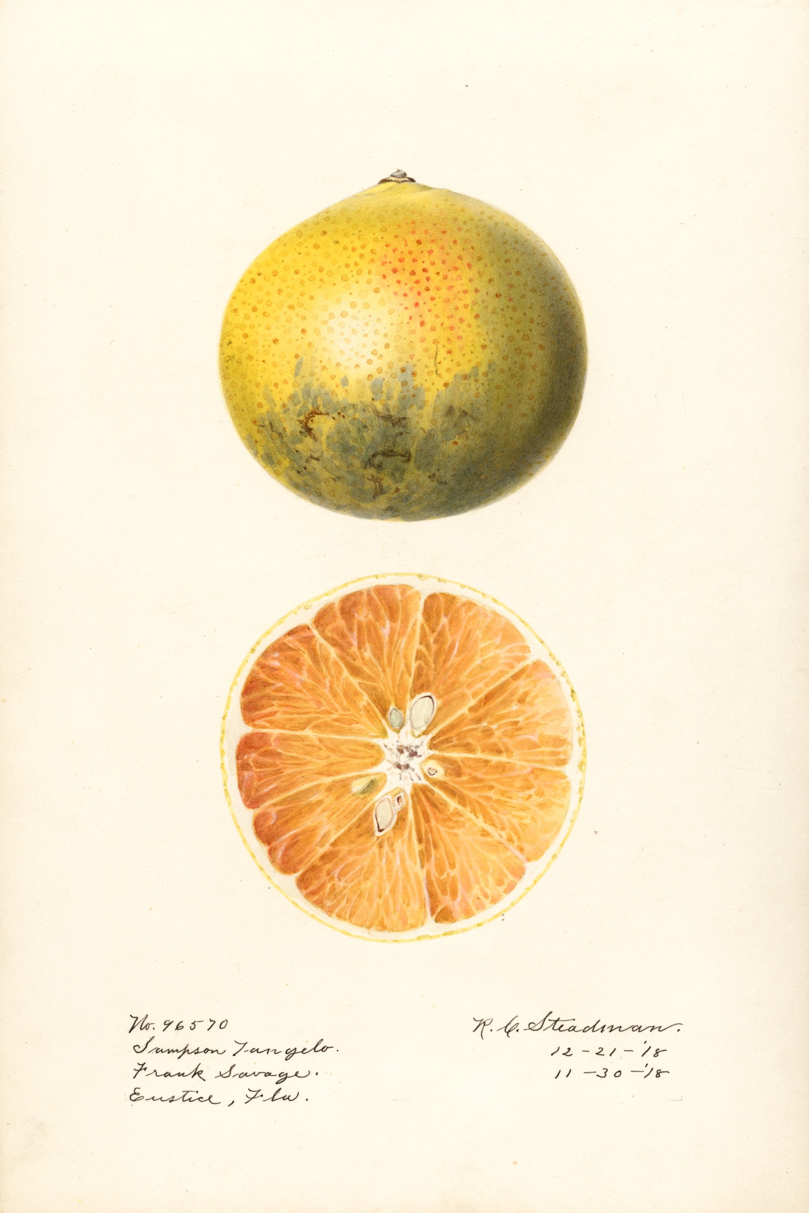 Sampson Citrus