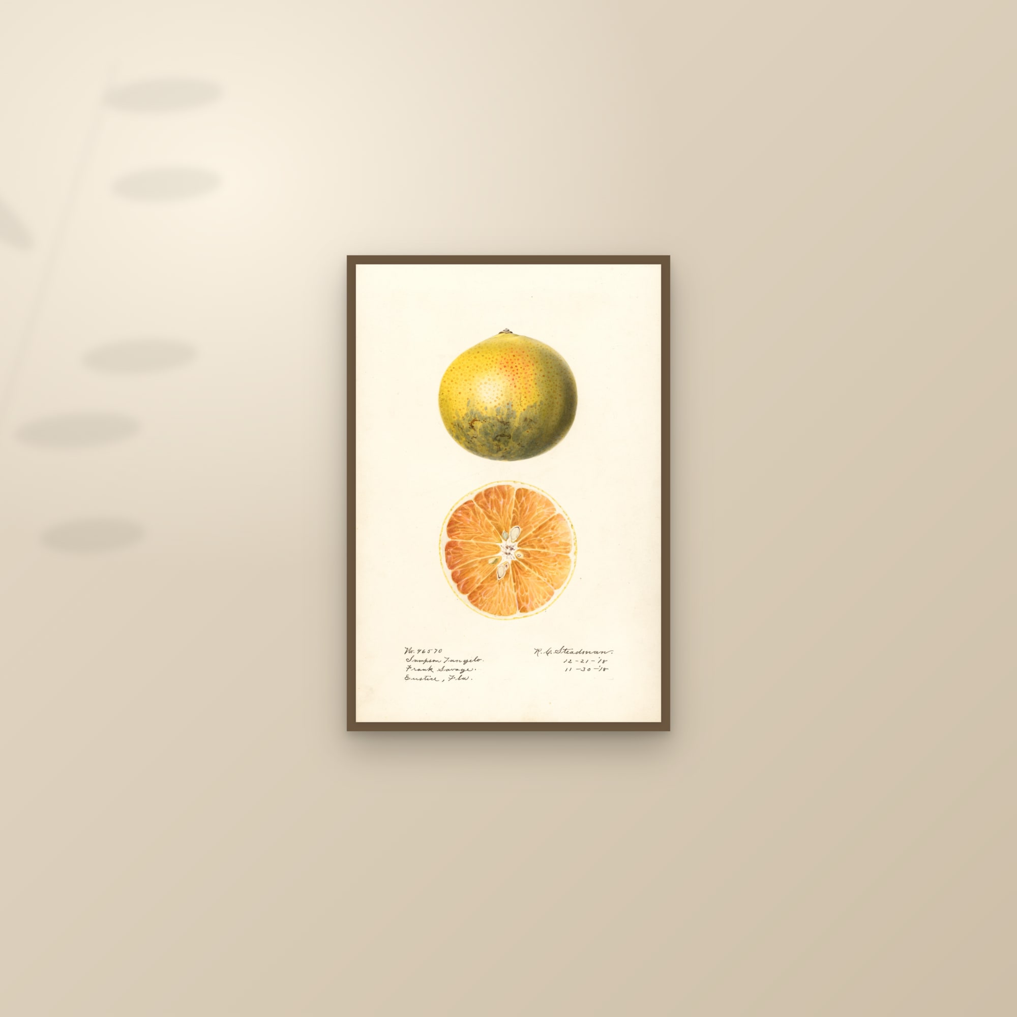 Sampson Citrus — framed and styled on a sunlit wall