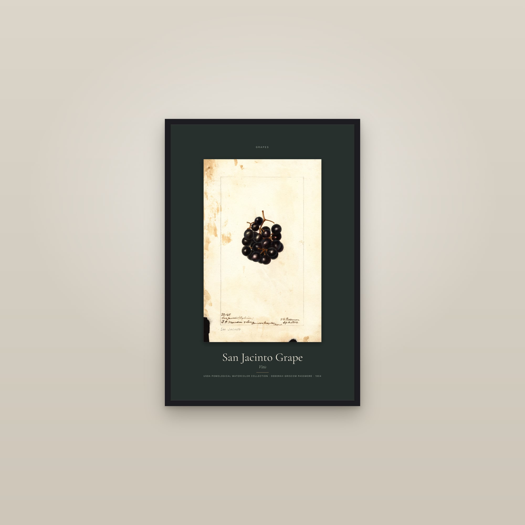 San Jacinto Grape — Specimen — framed in a gallery setting