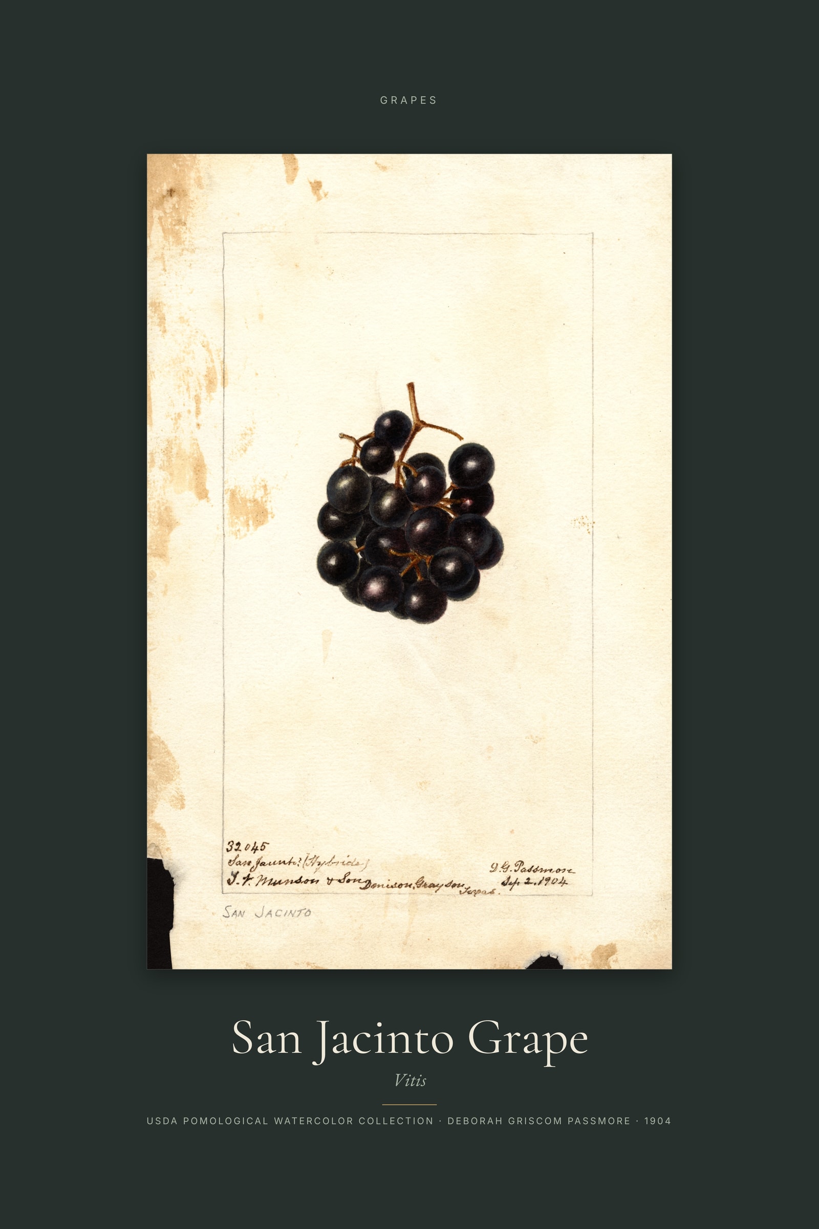 San Jacinto Grape — Specimen