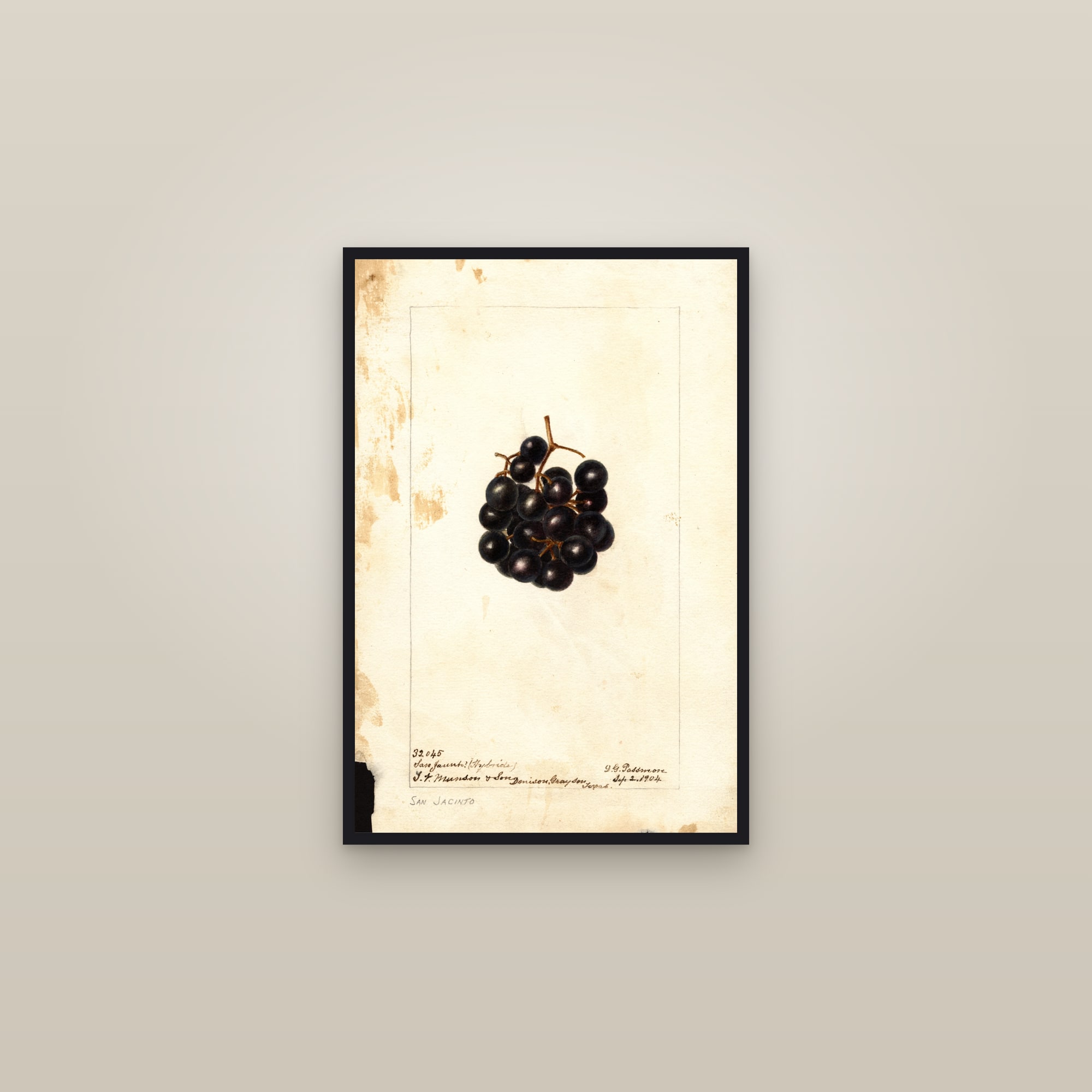 San Jacinto Grape — framed in a gallery setting