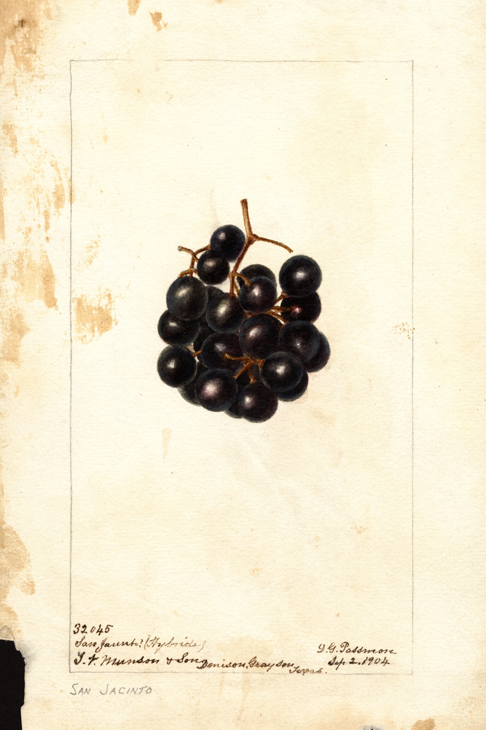 San Jacinto Grape