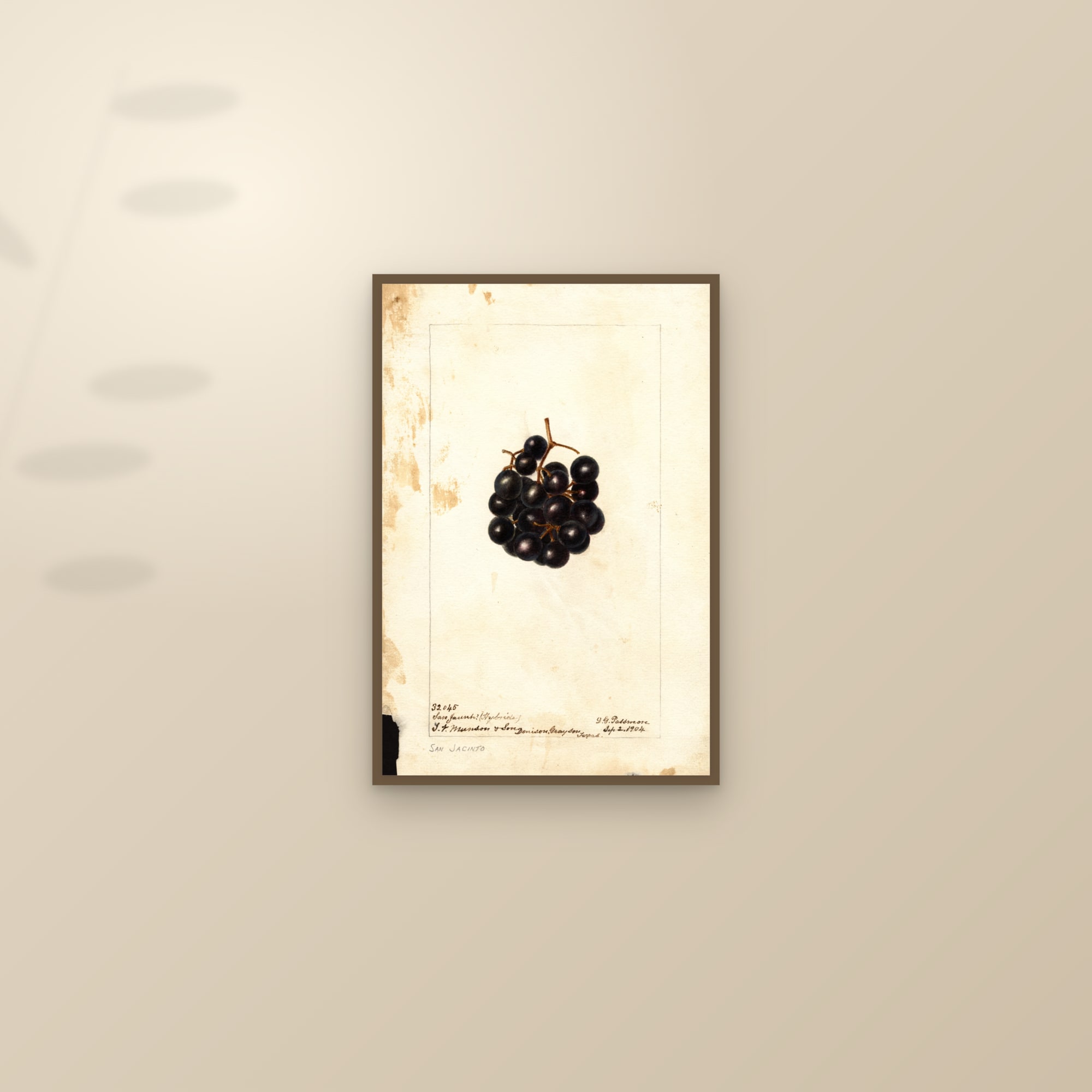 San Jacinto Grape — framed and styled on a sunlit wall