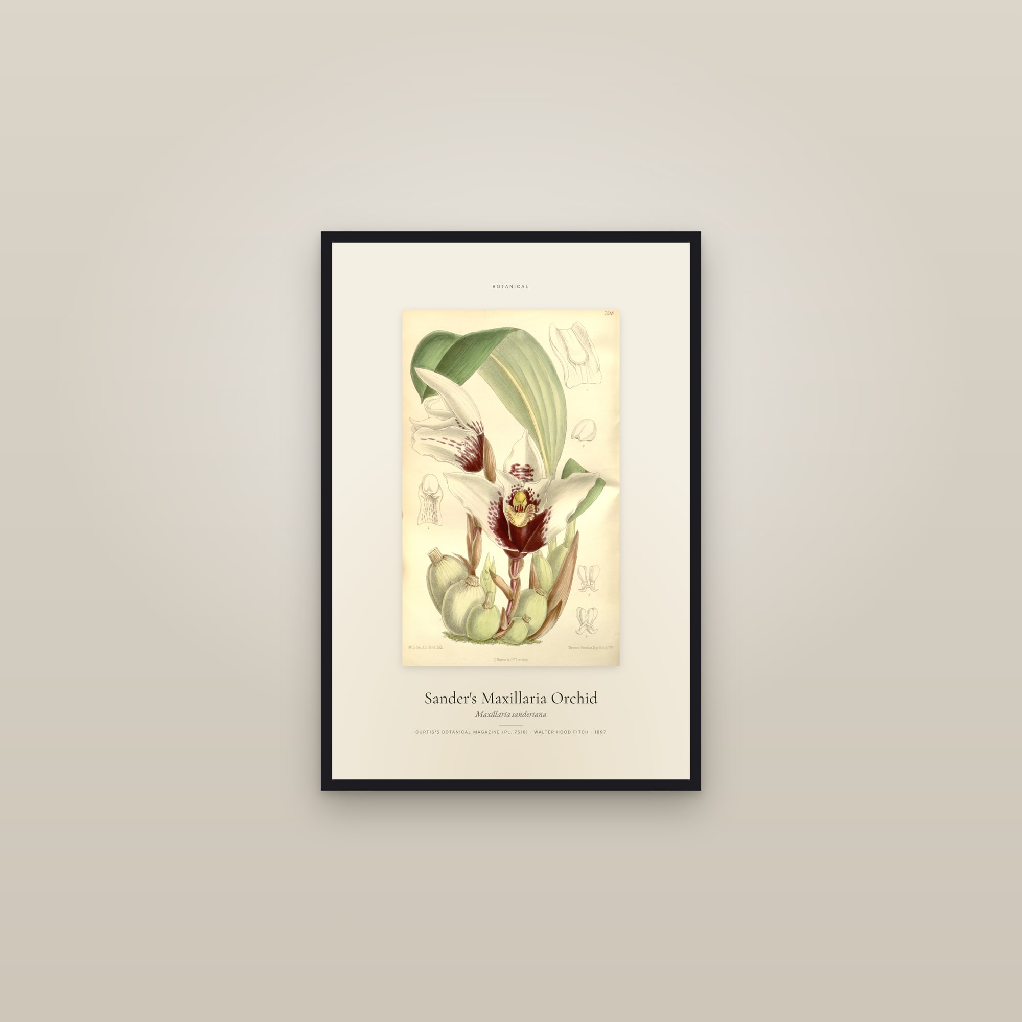 Sander's Maxillaria Orchid — Specimen — framed in a gallery setting