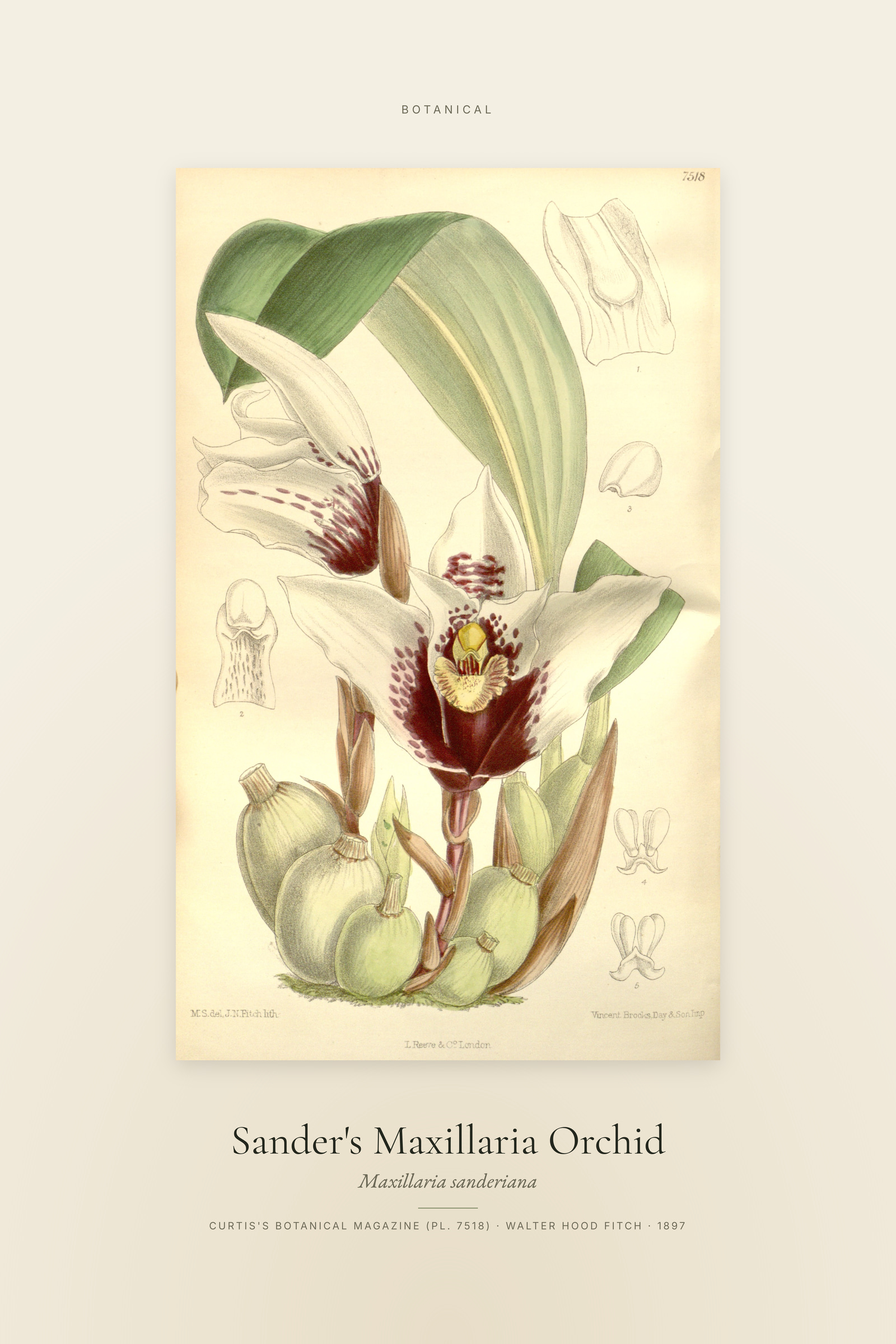 Sander's Maxillaria Orchid — Specimen