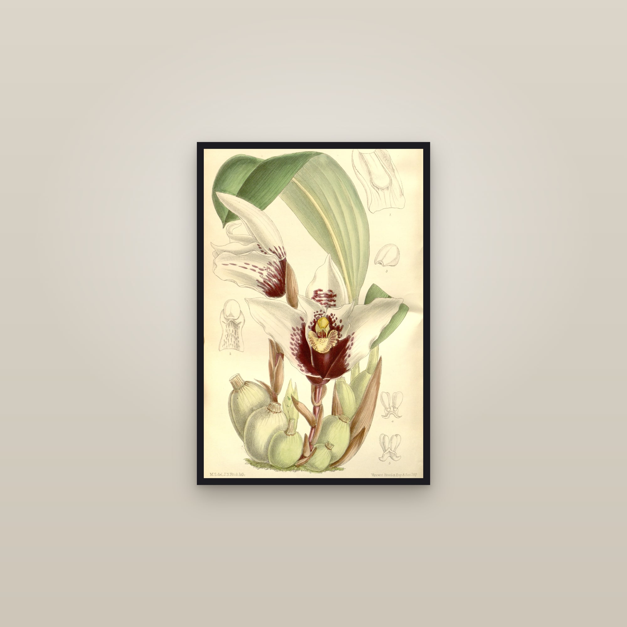 Sander's Maxillaria Orchid — framed in a gallery setting