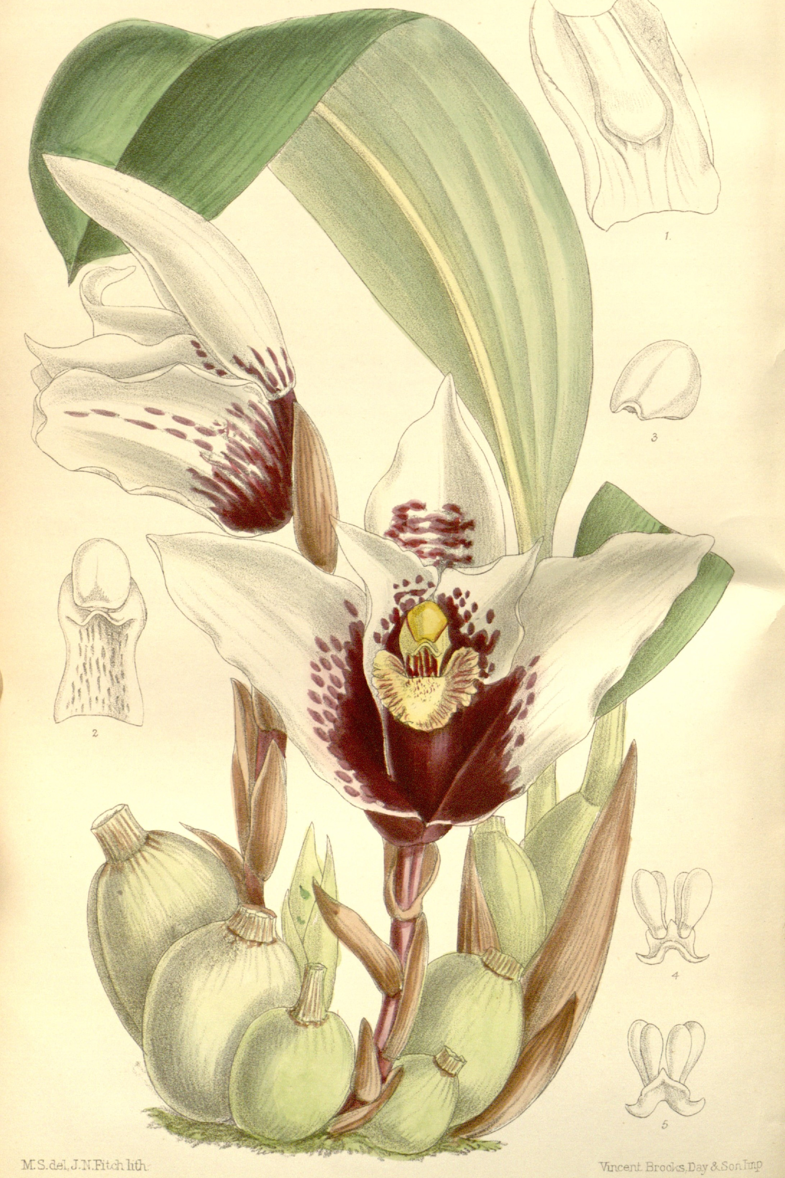Sander's Maxillaria Orchid