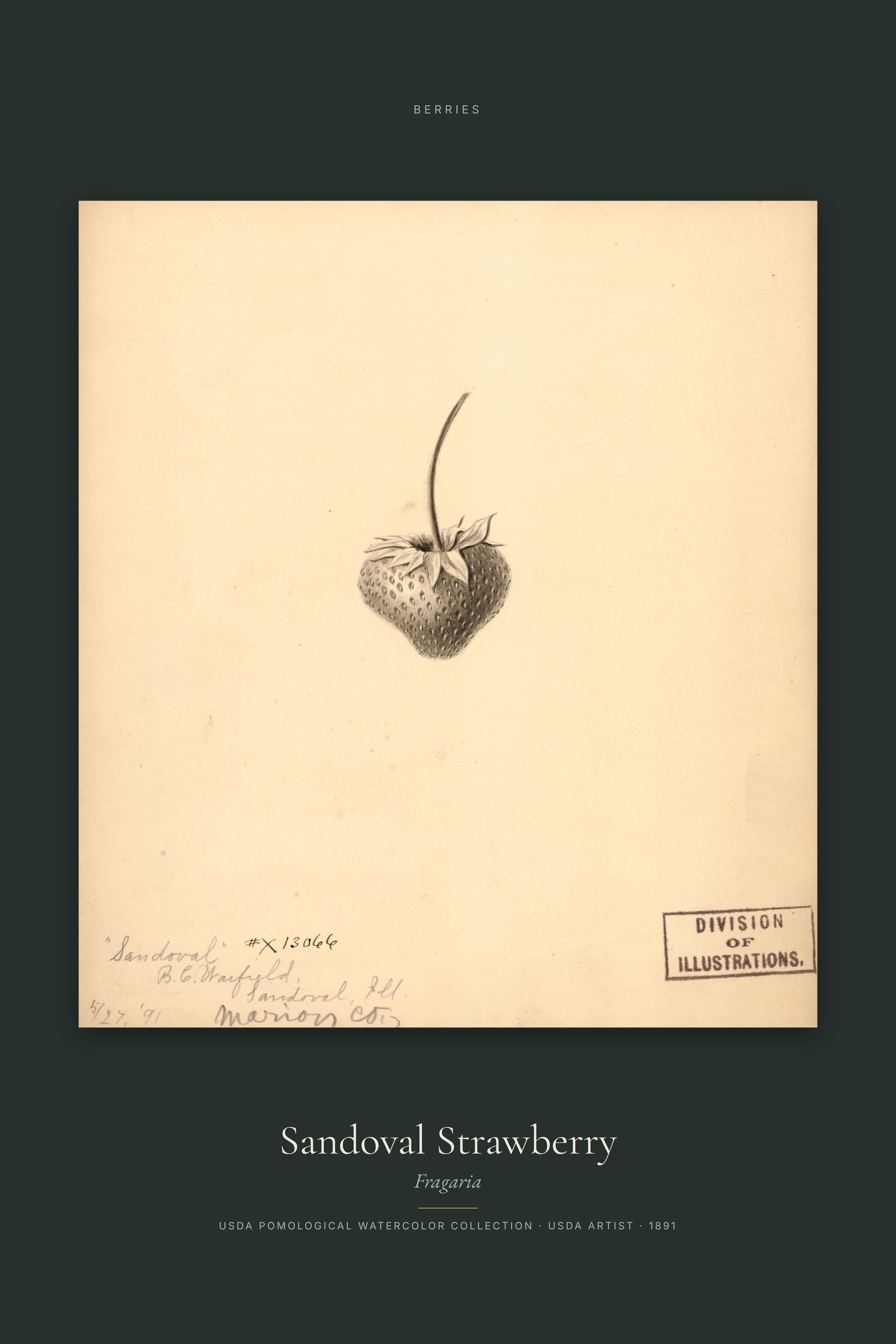 Sandoval Strawberry — Specimen