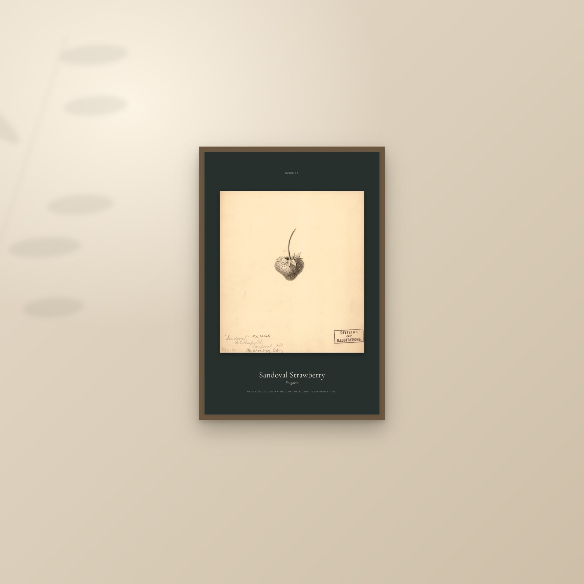 Sandoval Strawberry — Specimen — framed and styled on a sunlit wall