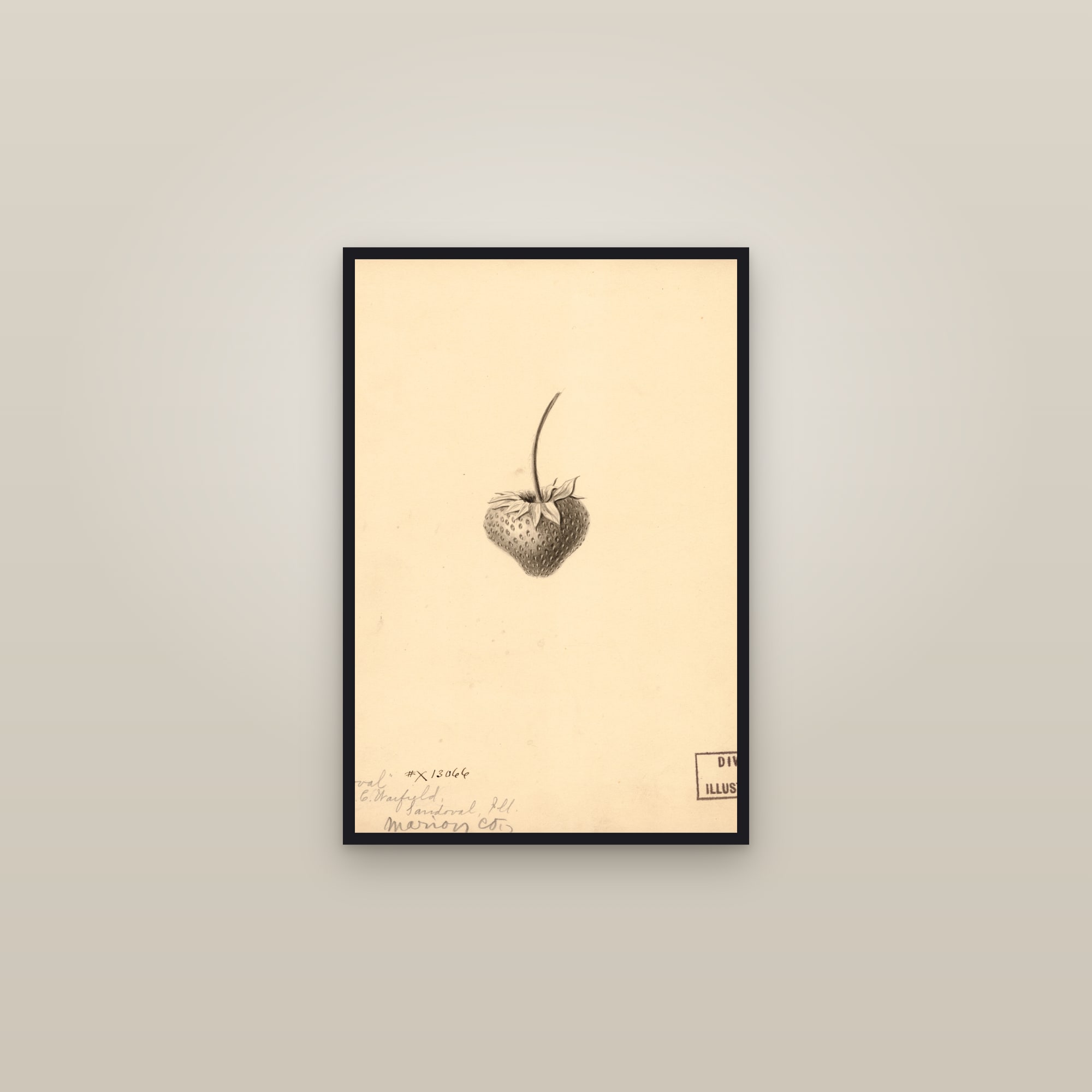 Sandoval Strawberry — framed in a gallery setting