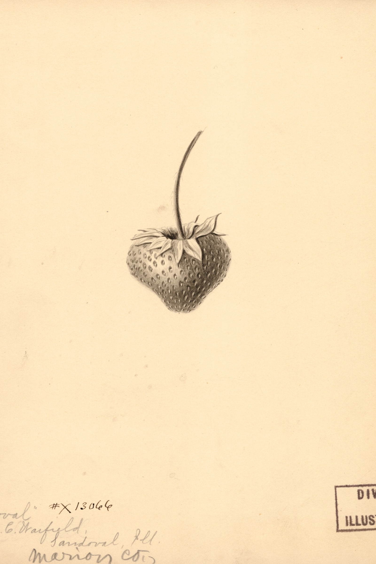 Sandoval Strawberry