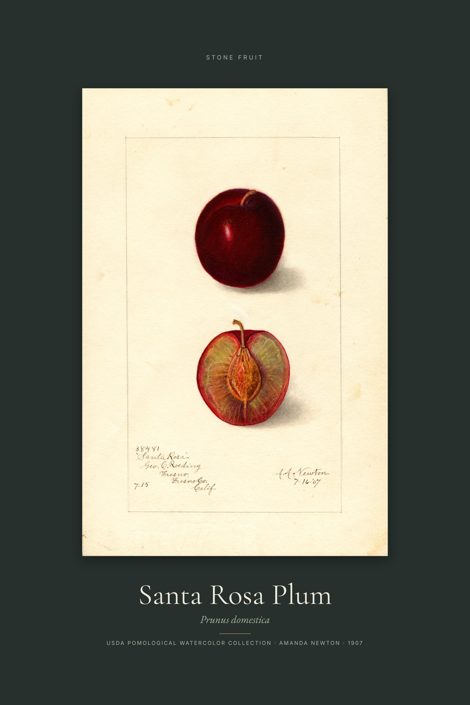 Santa Rosa Plum — Specimen