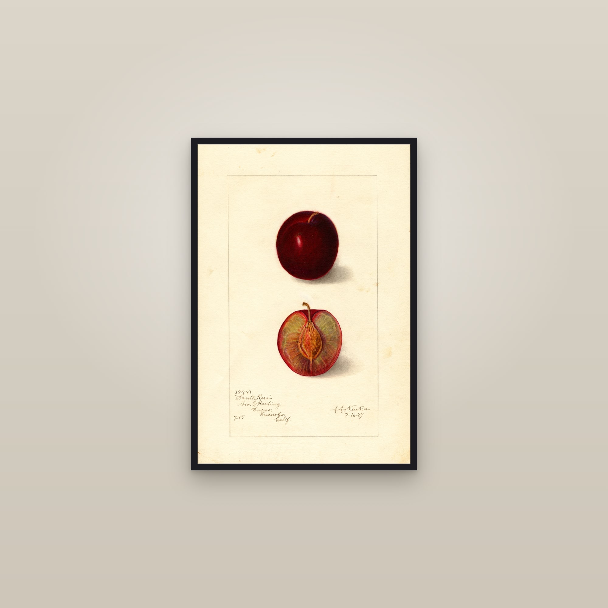 Santa Rosa Plum — framed in a gallery setting