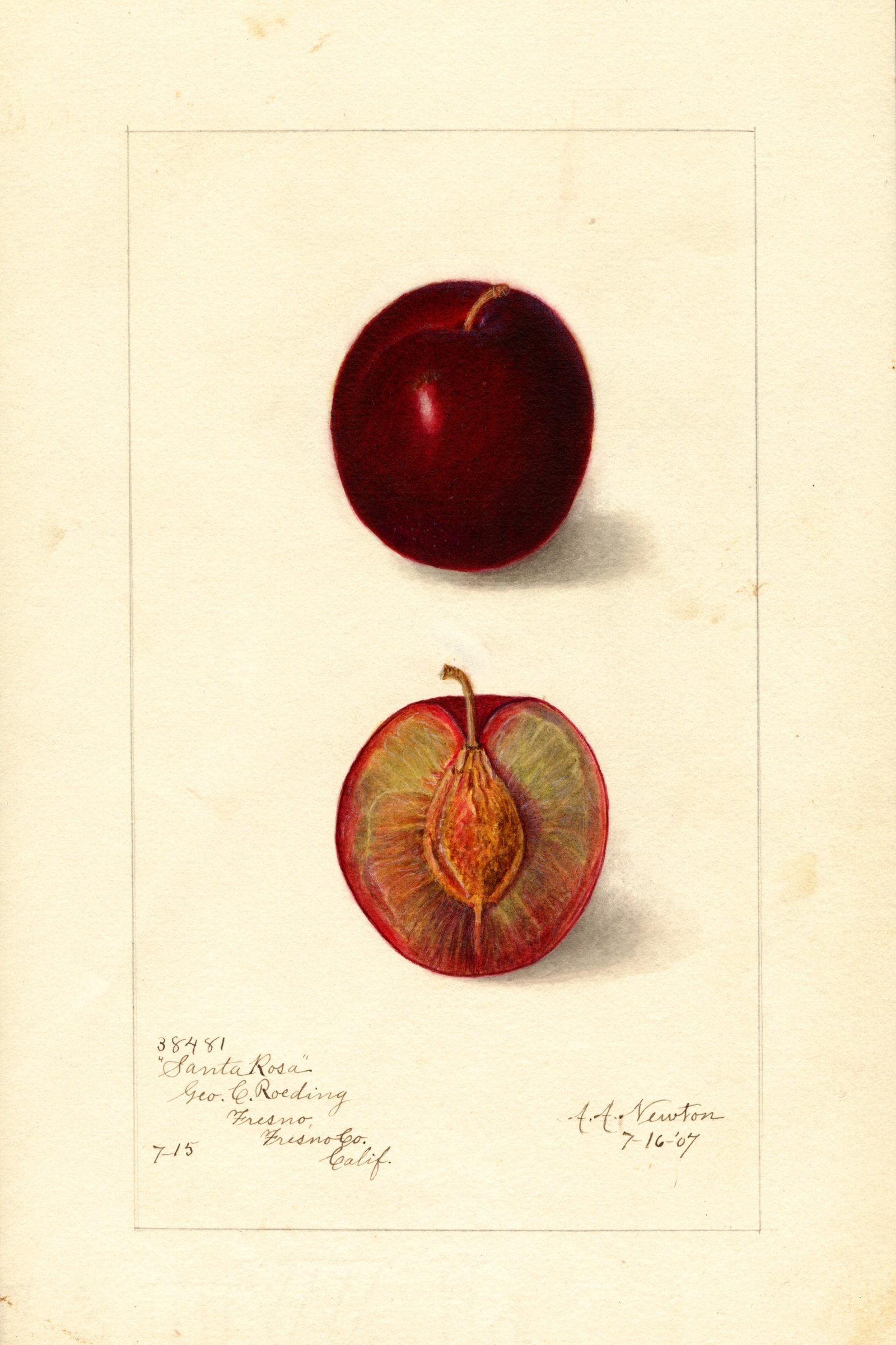 Santa Rosa Plum