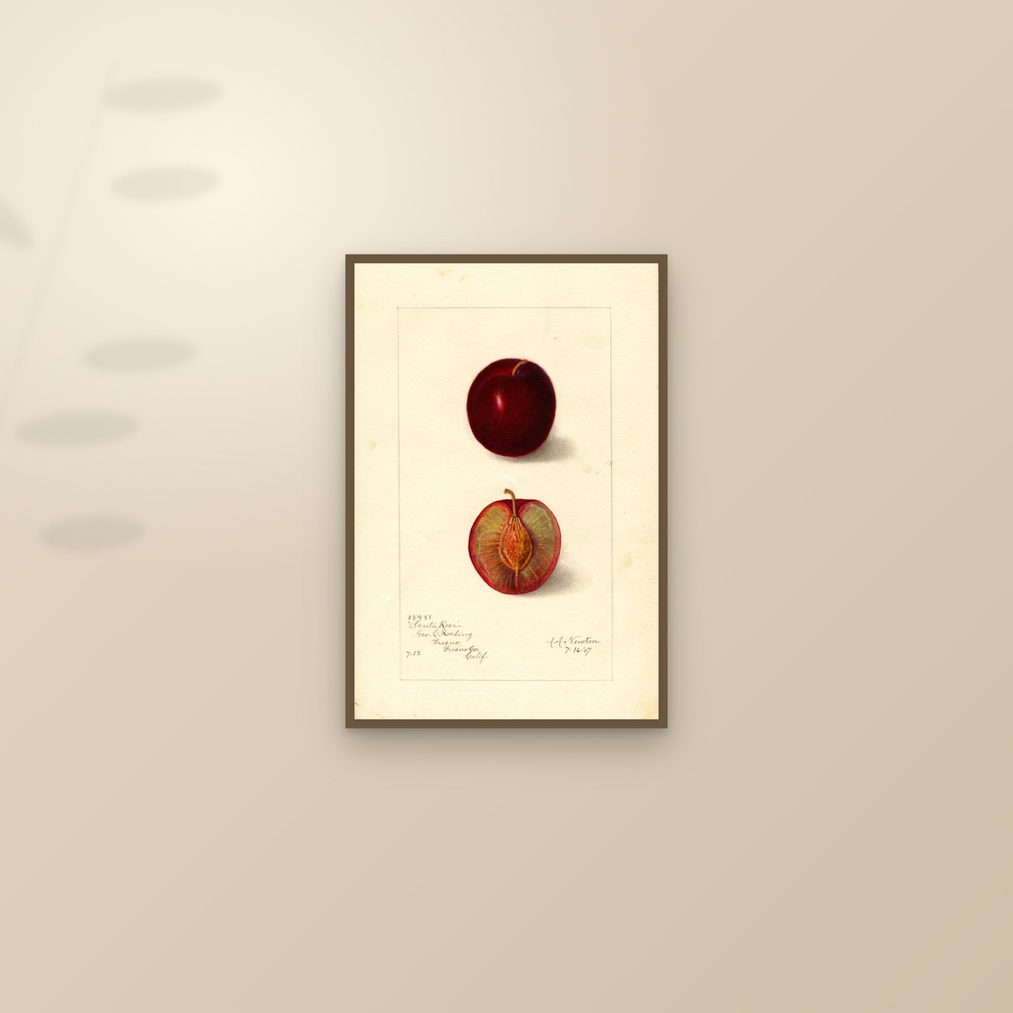 Santa Rosa Plum — framed and styled on a sunlit wall