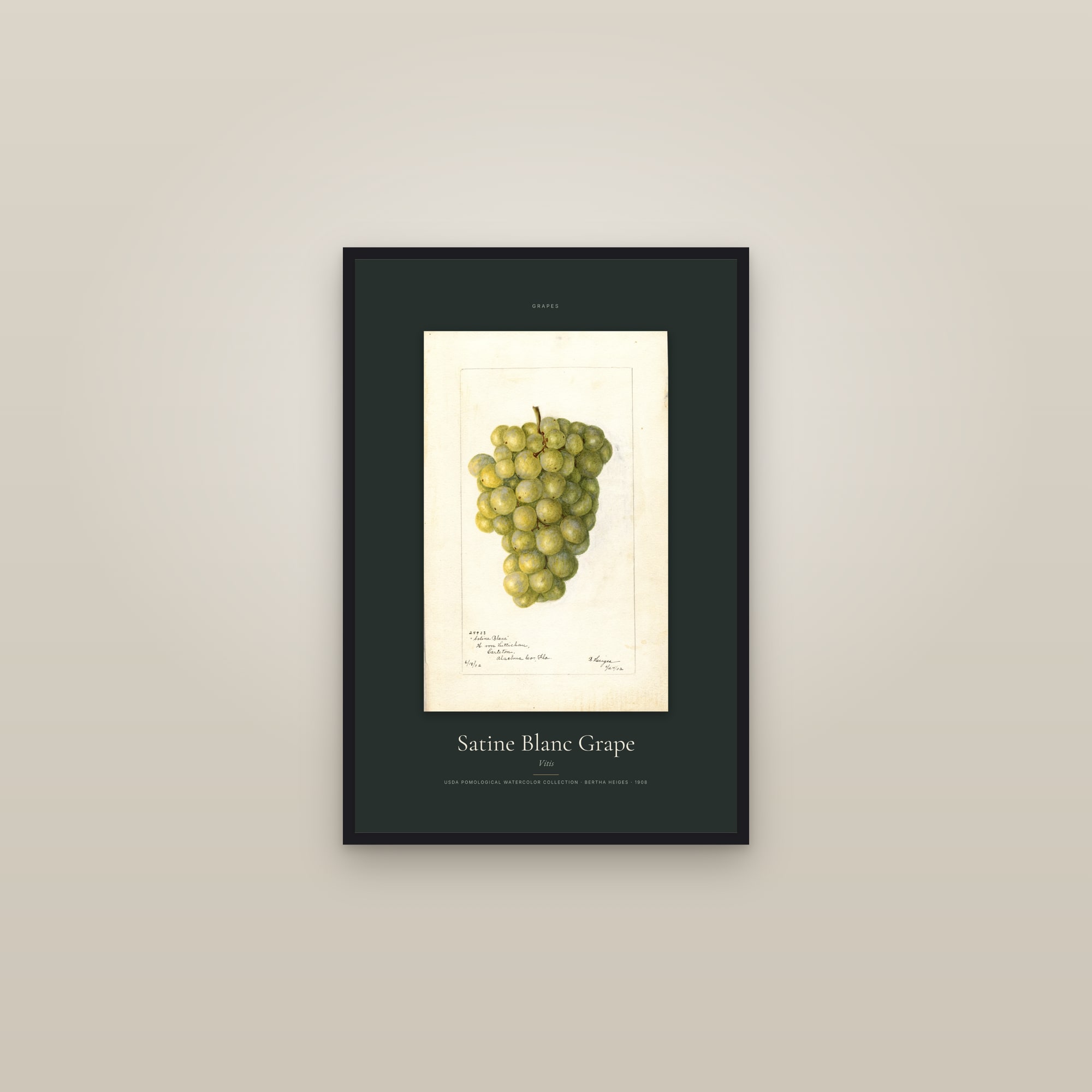 Satine Blanc Grape — Specimen — framed in a gallery setting