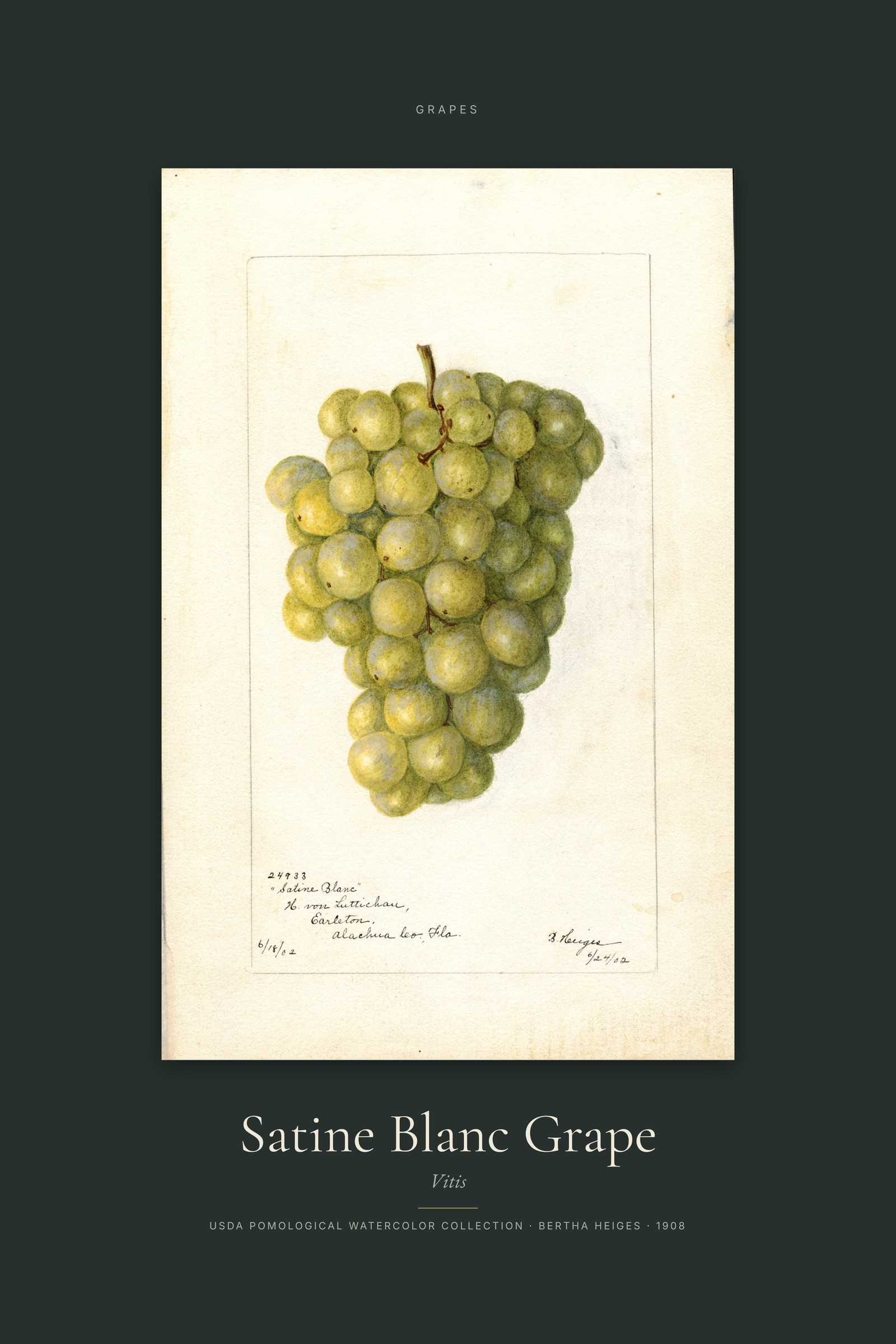Satine Blanc Grape — Specimen
