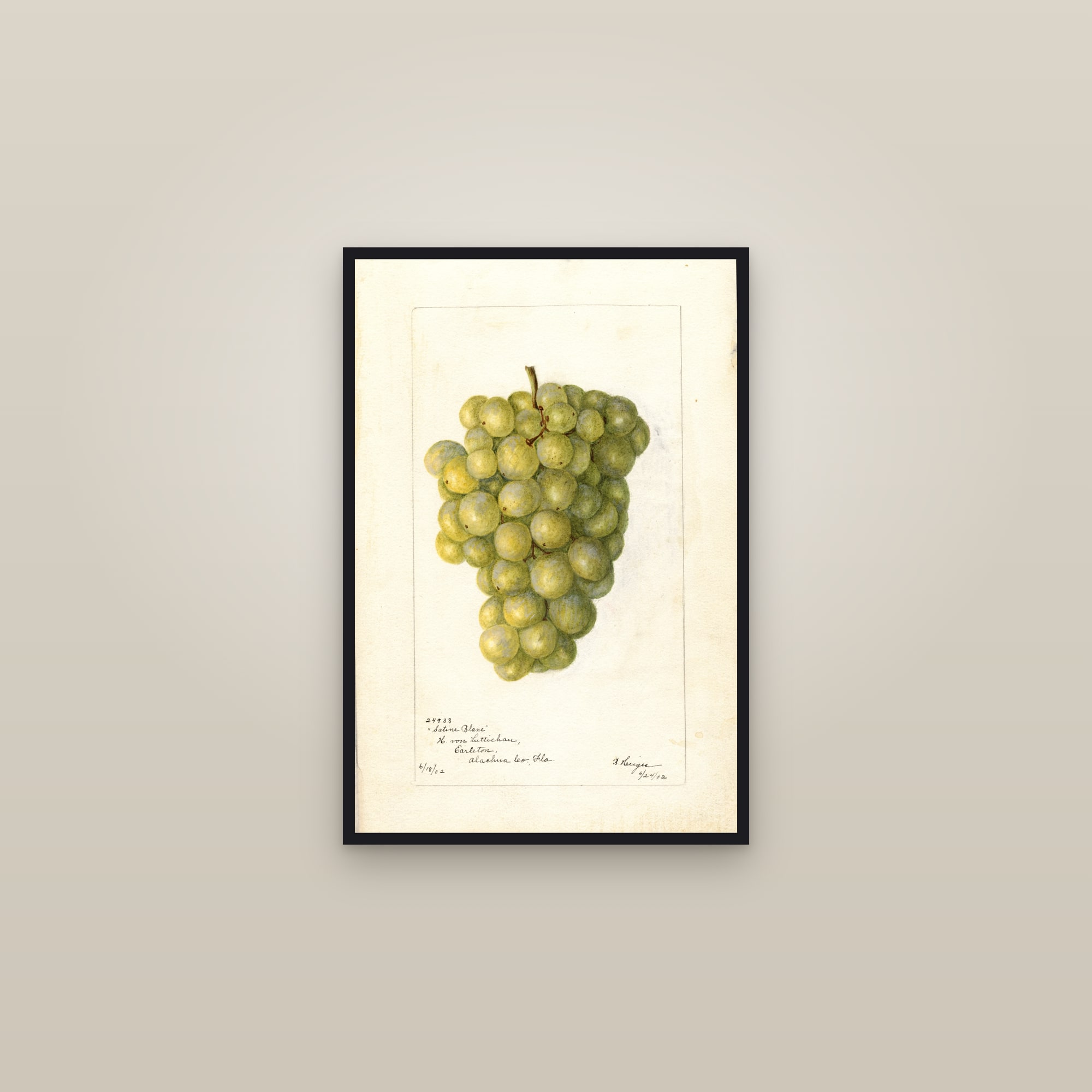 Satine Blanc Grape — framed in a gallery setting