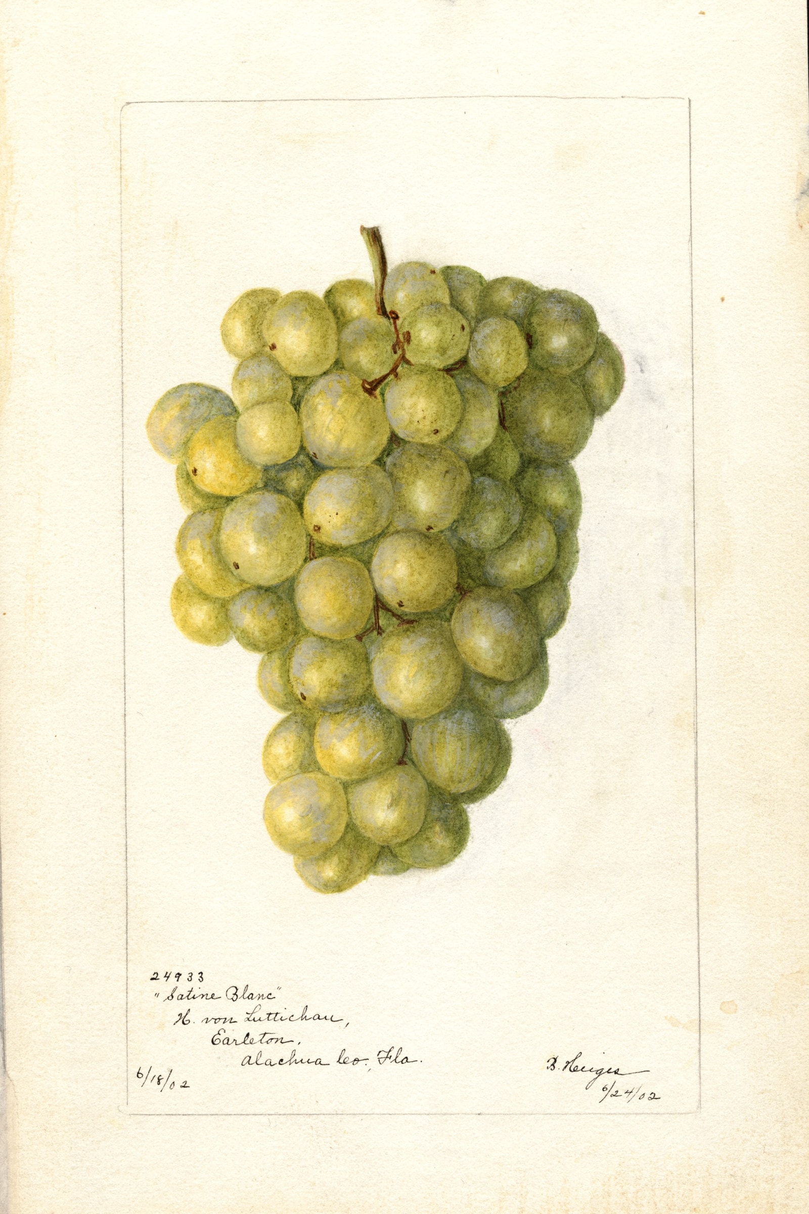 Satine Blanc Grape