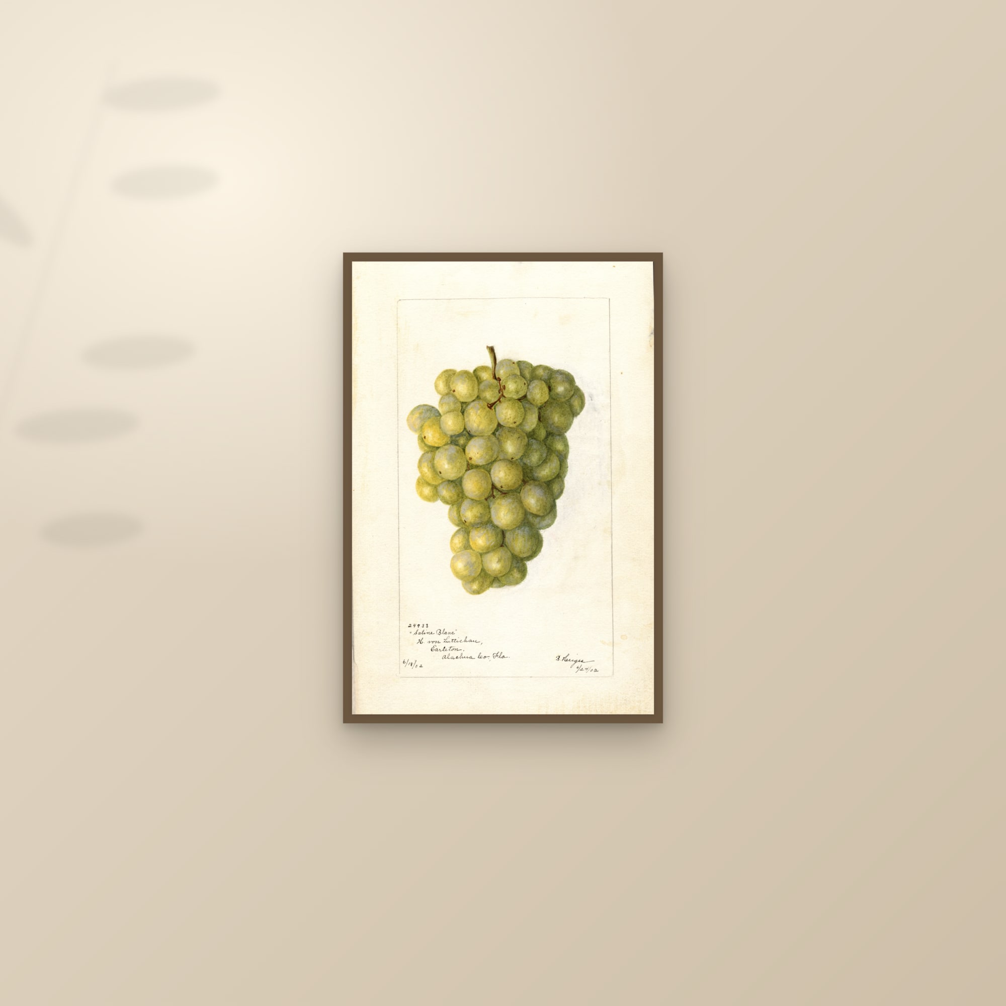 Satine Blanc Grape — framed and styled on a sunlit wall