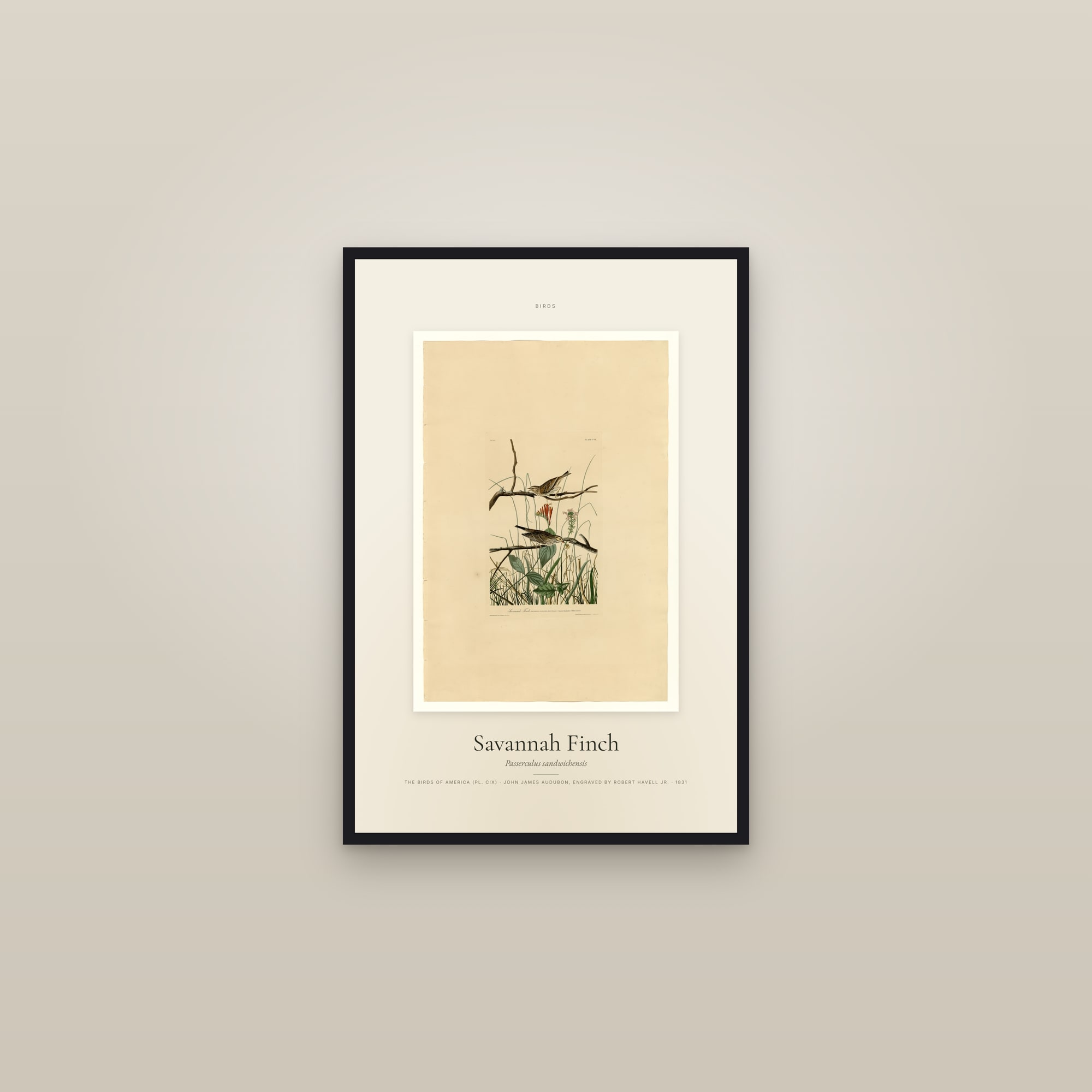 Savannah Finch — Specimen — framed in a gallery setting