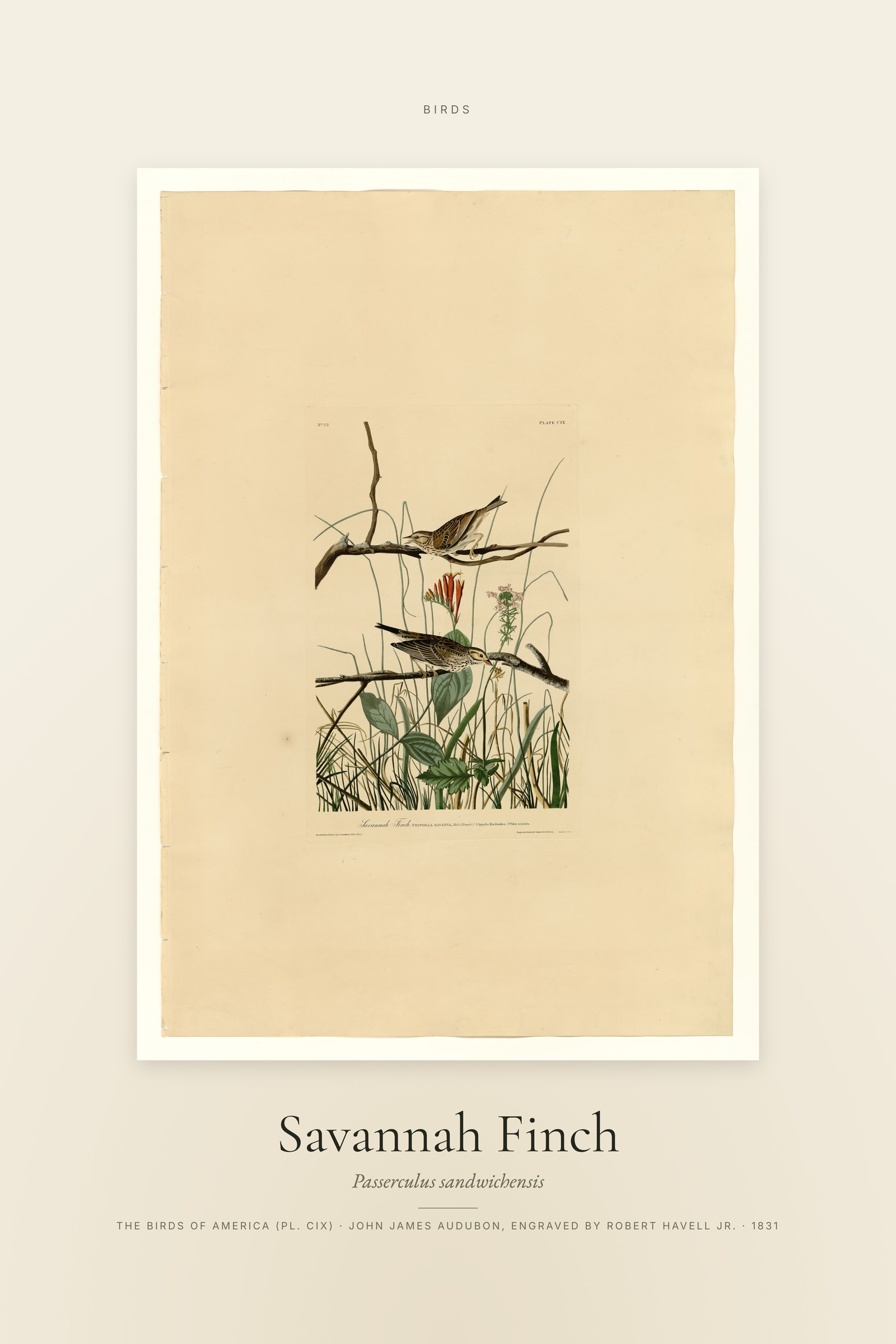 Savannah Finch — Specimen