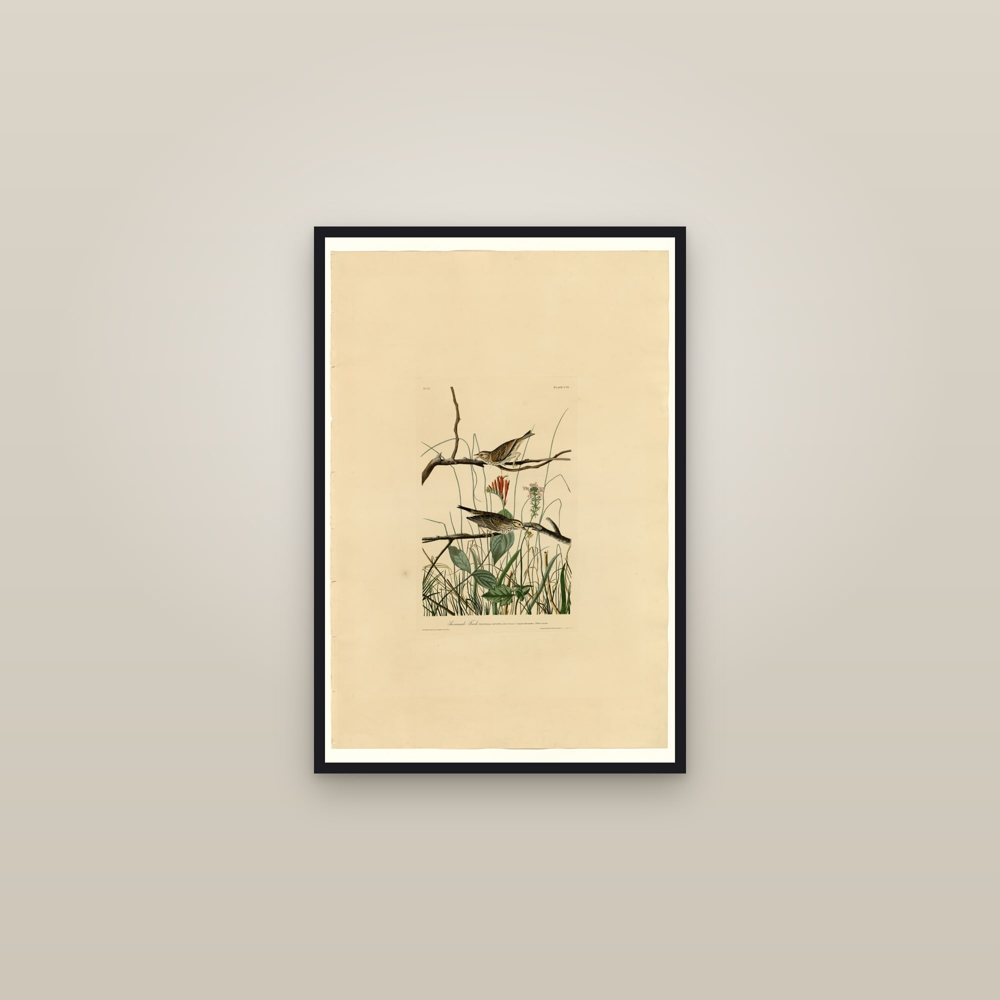 Savannah Finch — framed in a gallery setting