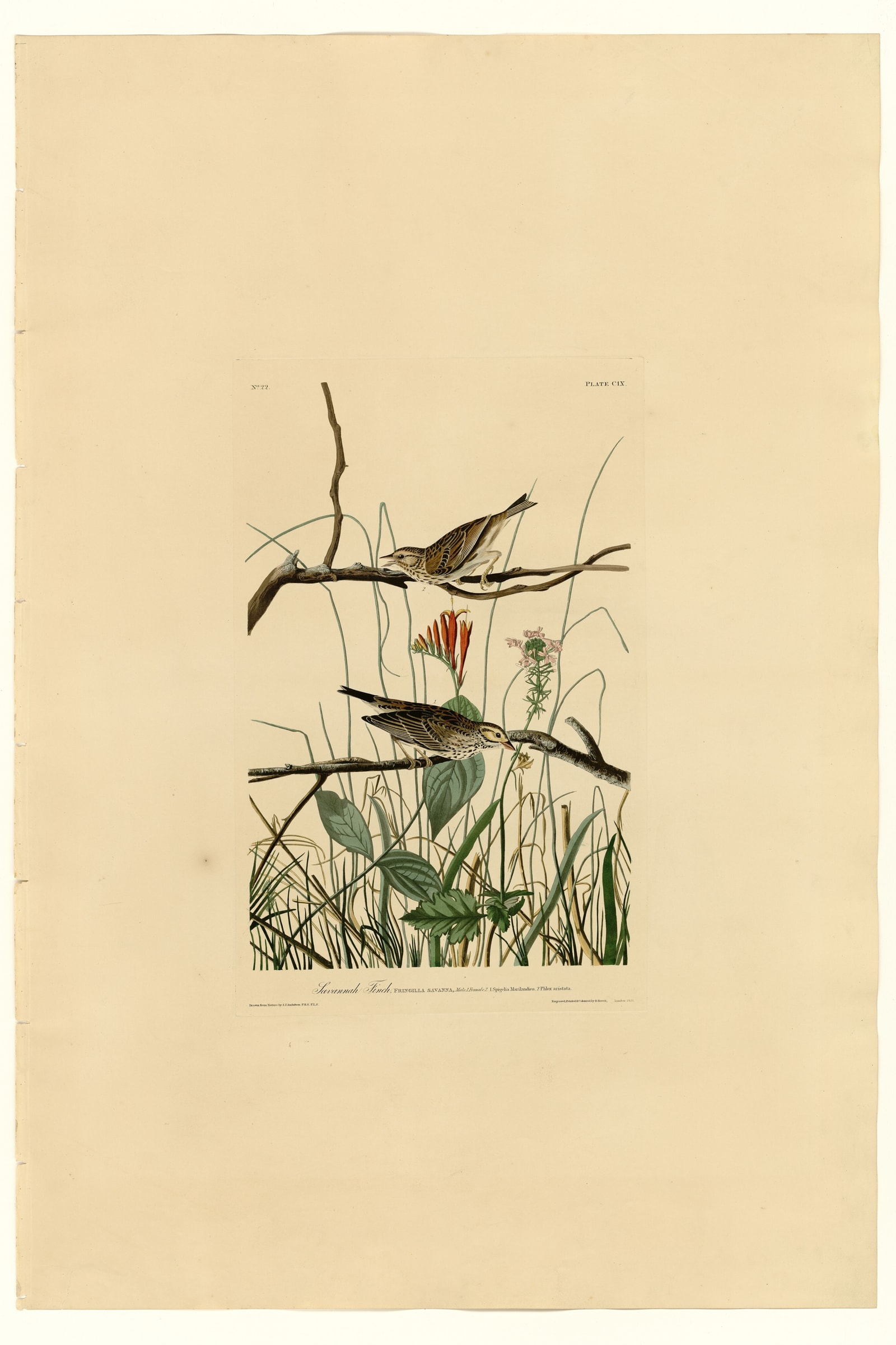 Savannah Finch