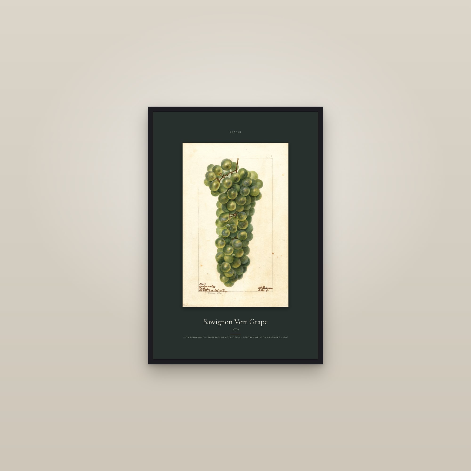 Sawignon Vert Grape — Specimen — framed in a gallery setting