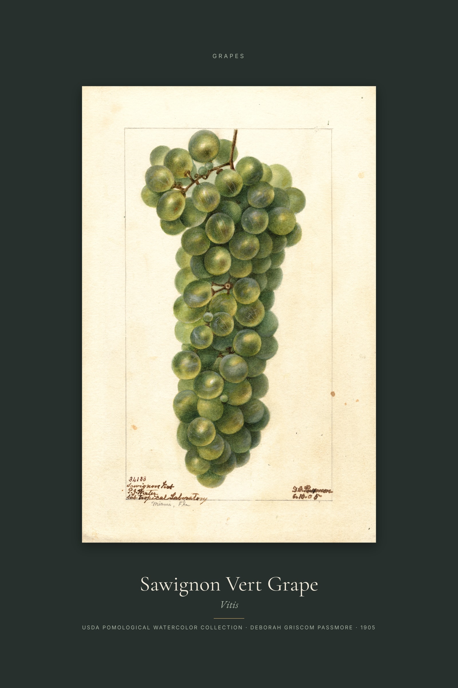 Sawignon Vert Grape — Specimen
