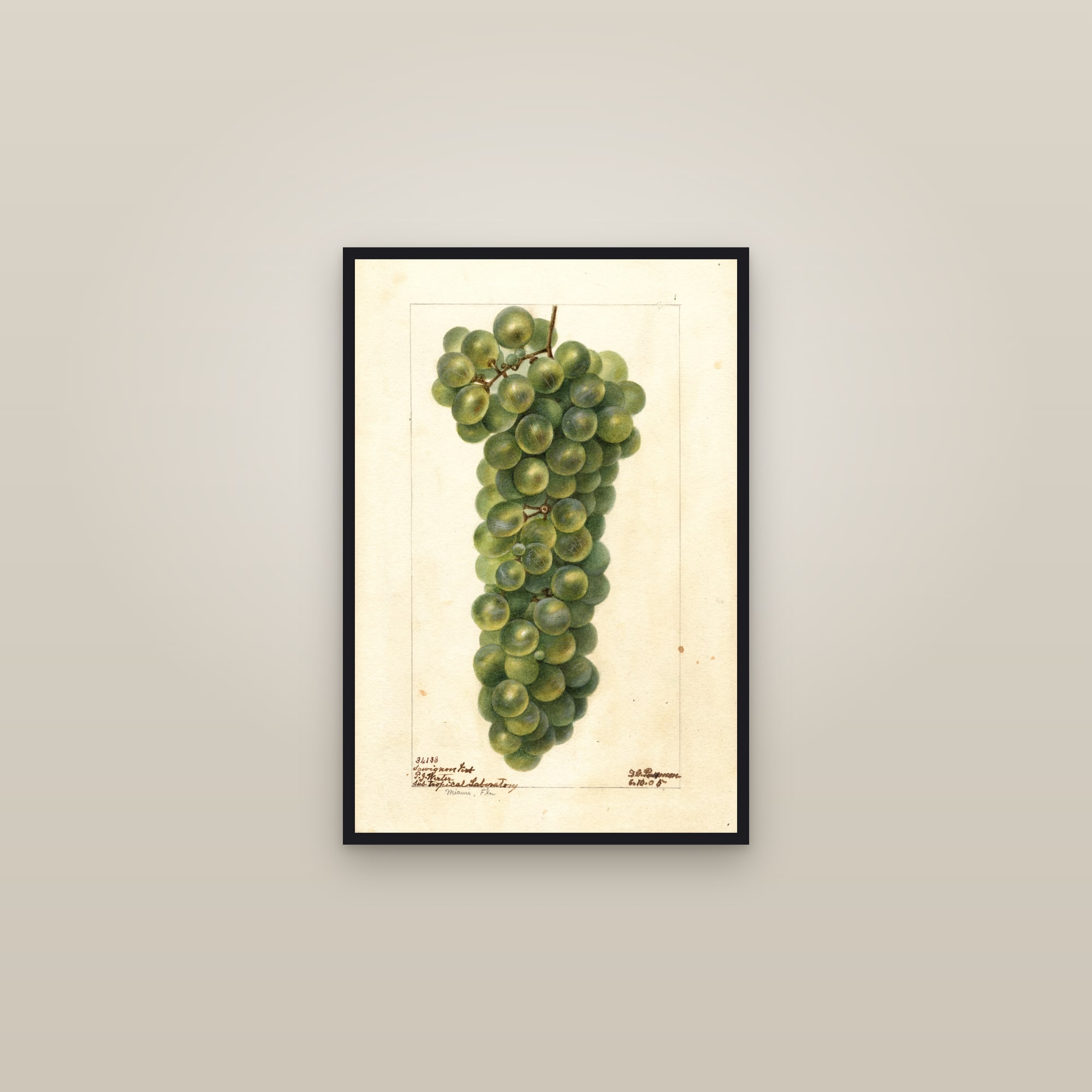 Sawignon Vert Grape — framed in a gallery setting