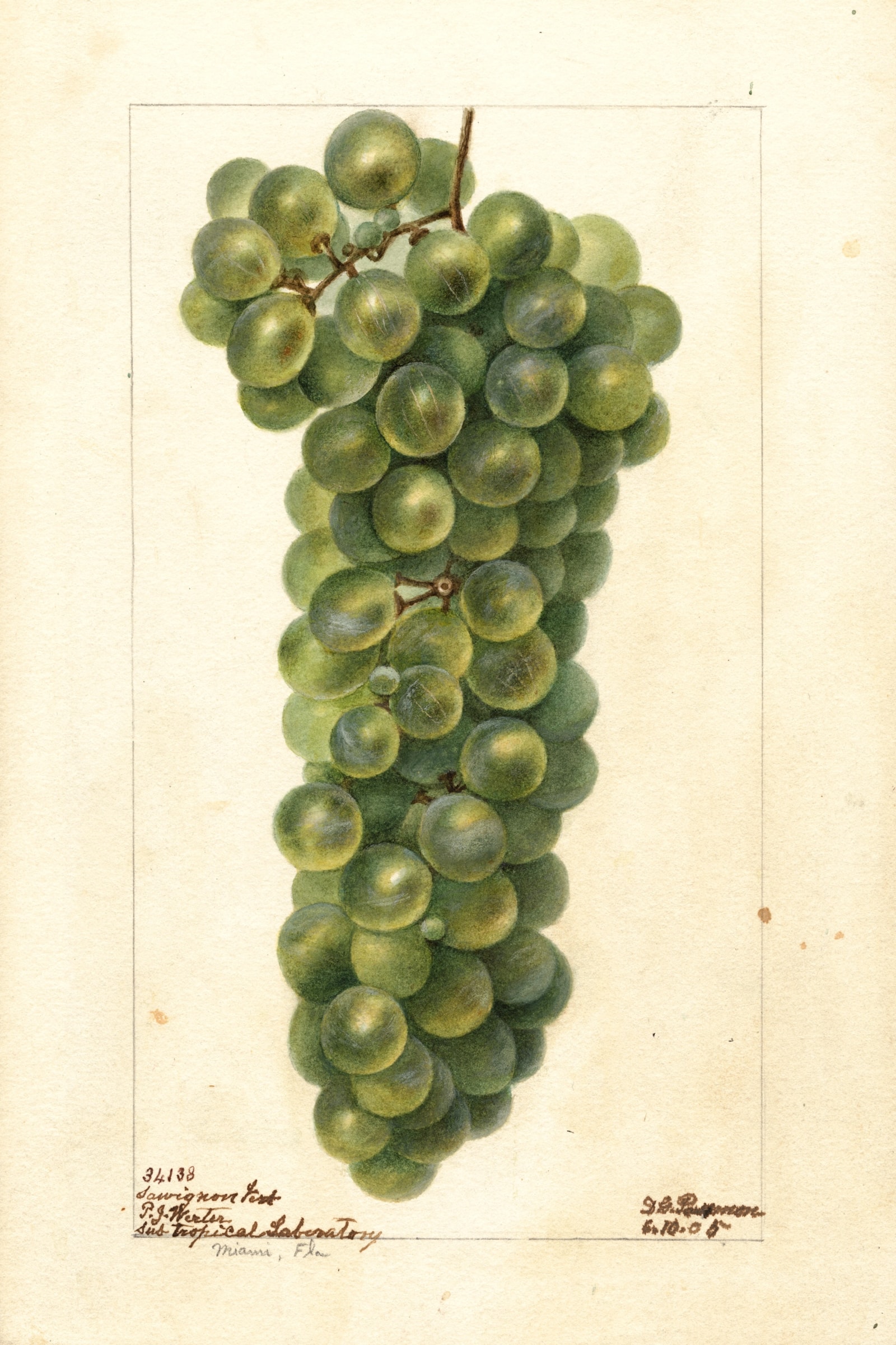 Sawignon Vert Grape